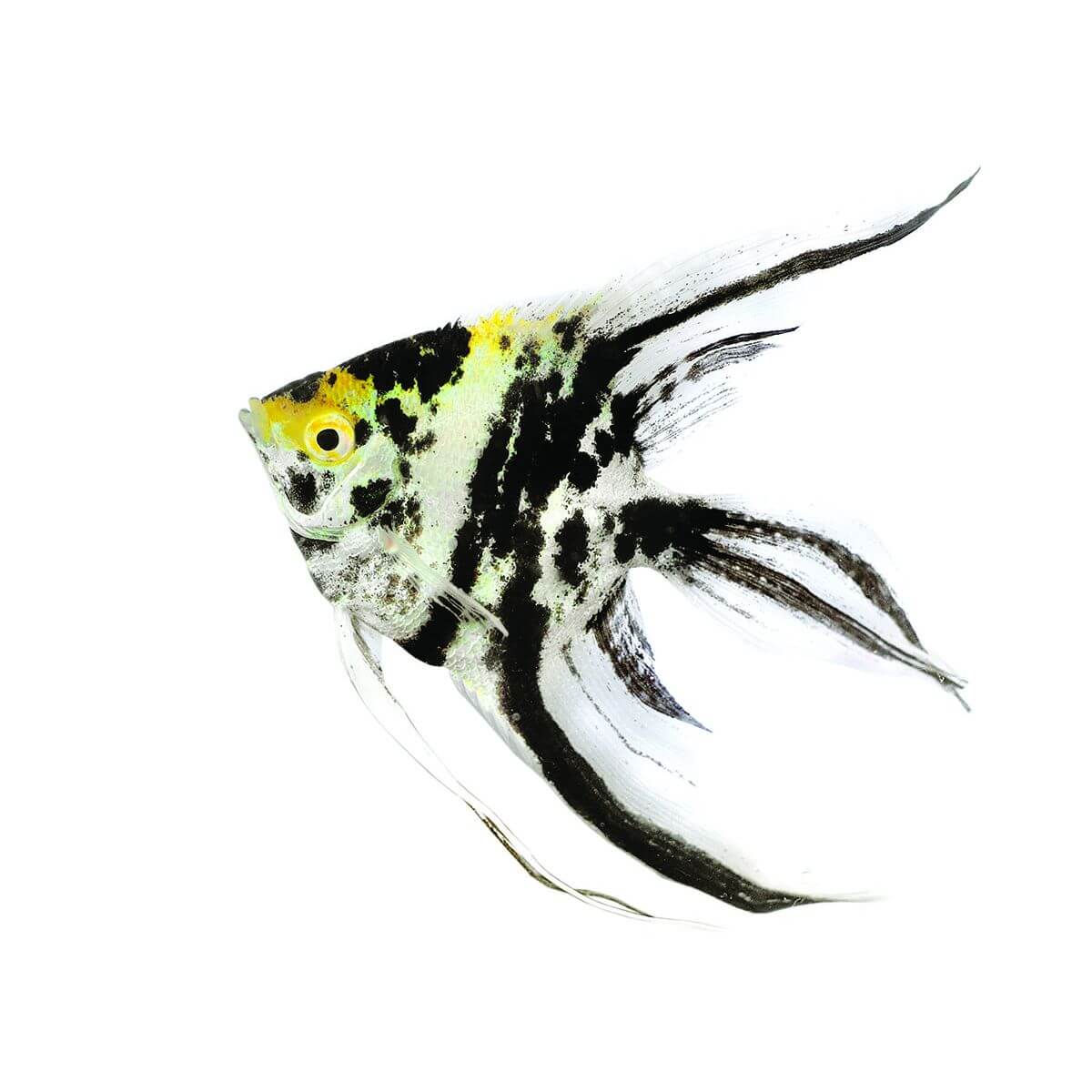 Assorted Angel Fish - Image 2
