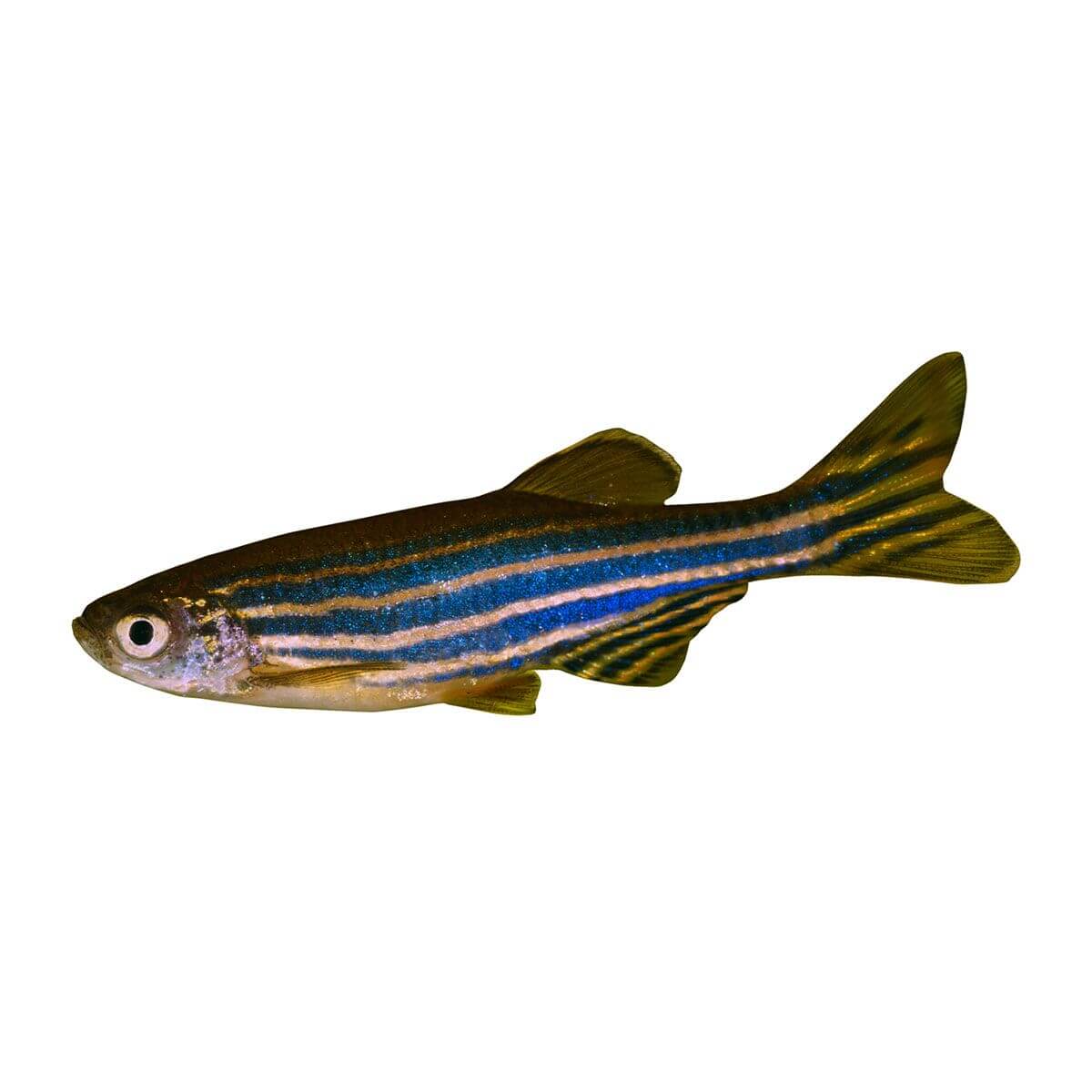 Assorted Danio Fish 3.5cm - Image 2