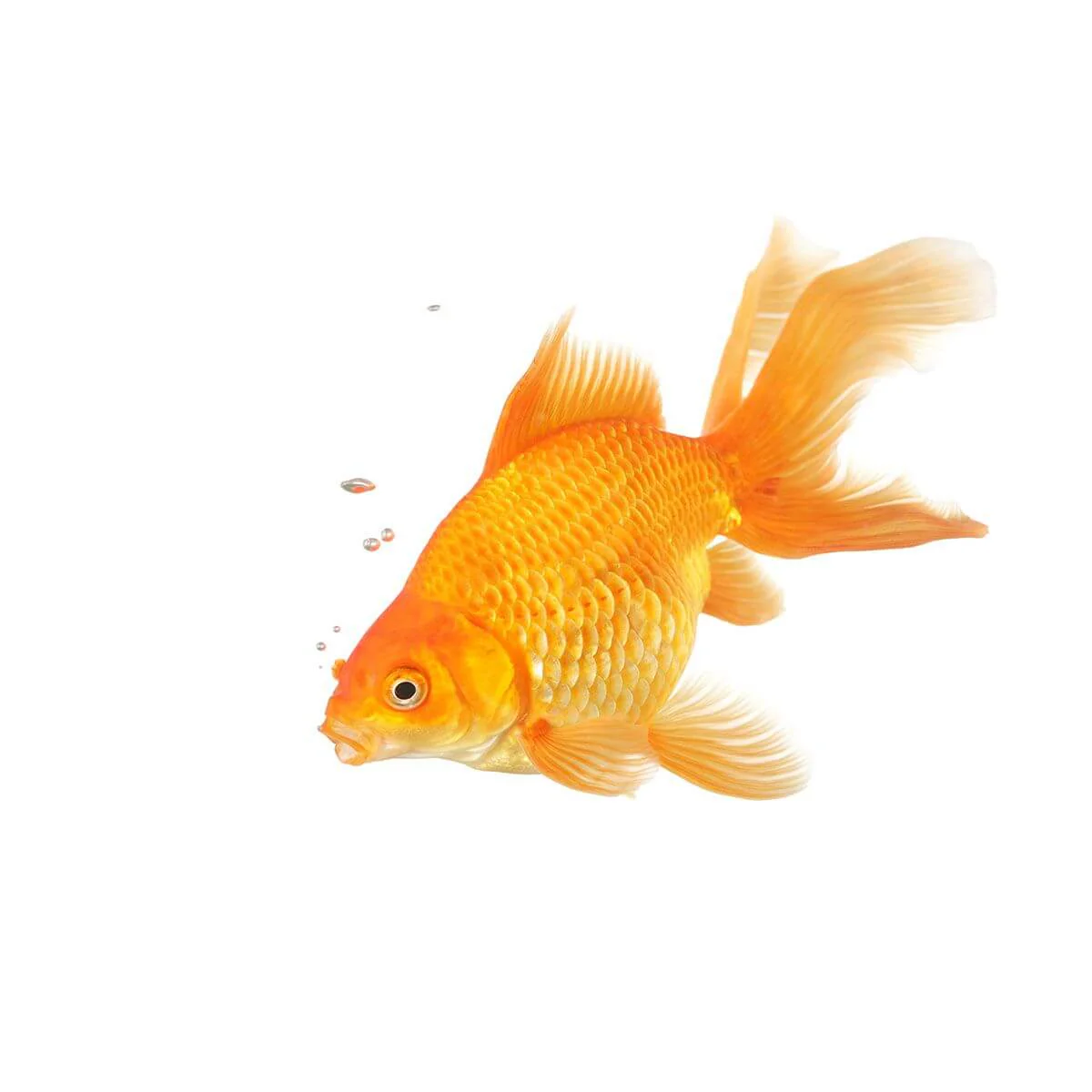 Assorted Fantail Fish - Image 2
