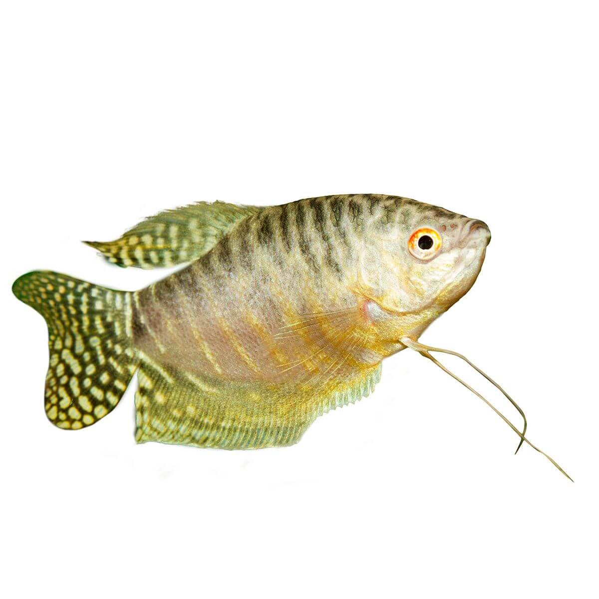 Assorted Gourami Fish 5cm - Image 2