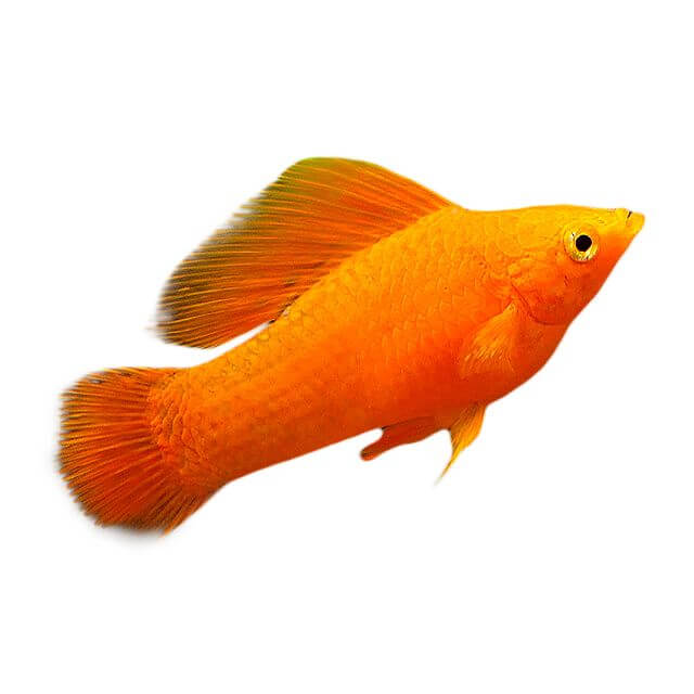 Assorted Molly Fish 5cm - Image 2