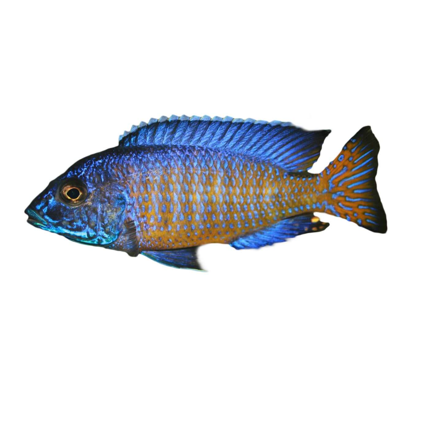 Assorted Peacock Fish 5cm - Image 2