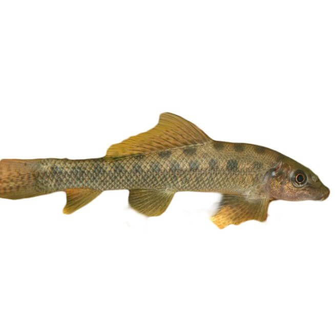 Assorted Sucking Catfish 5cm - Image 2