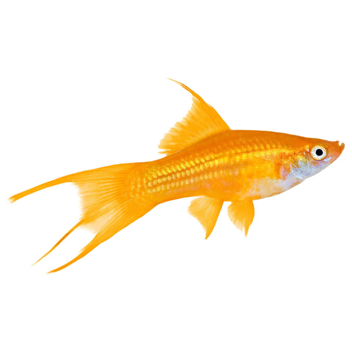 Assorted Swordtail Fish 5cm - Image 2
