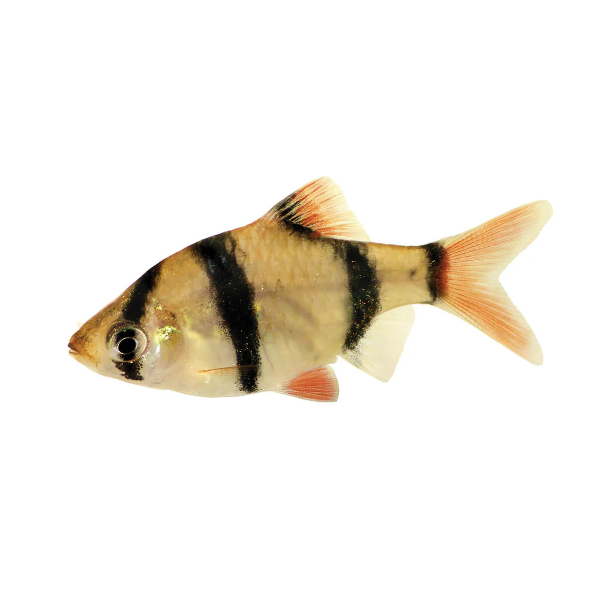 Assorted Tiger Barb Fish 3.5cm - Image 2