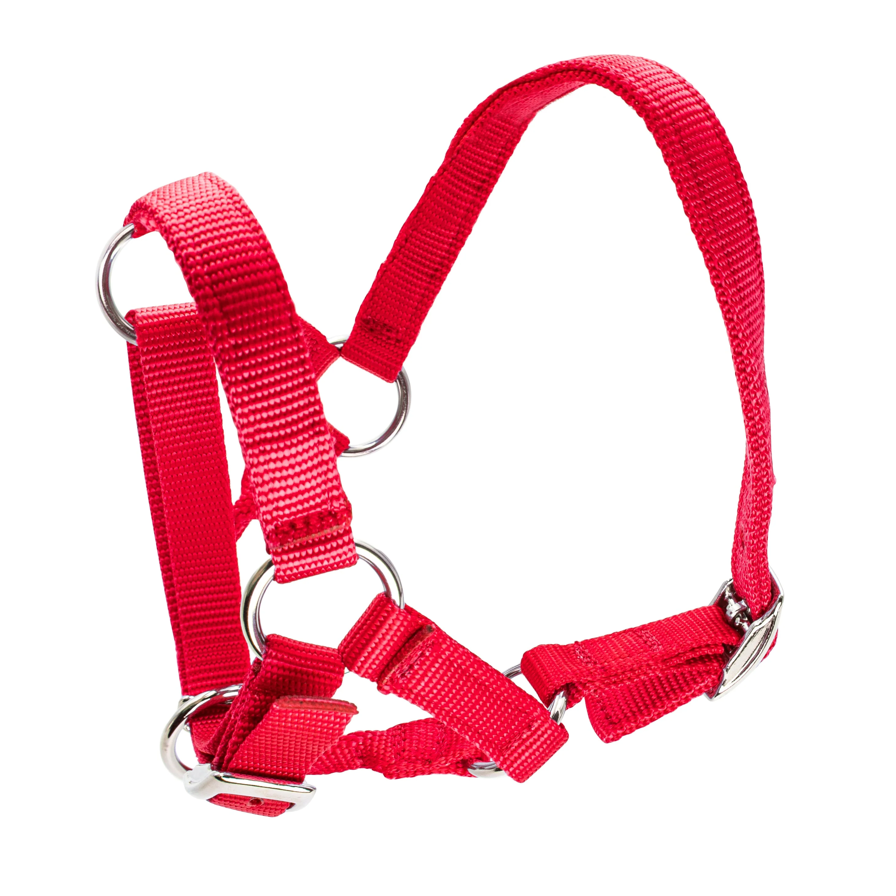 Bainbridge Halter For Alpacas - Image 29