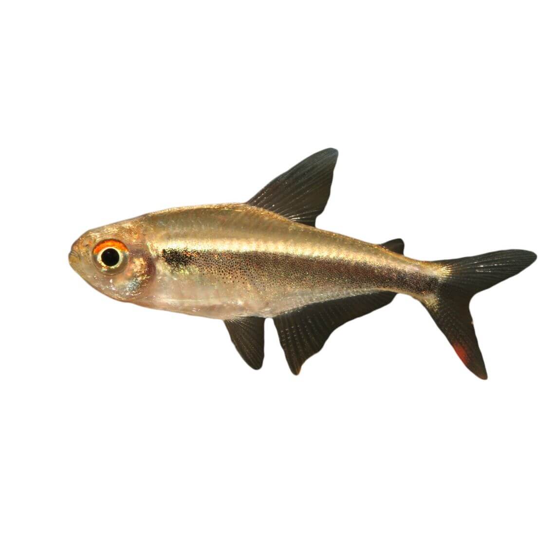 Black Neon Tetra Fish 3cm - Image 2
