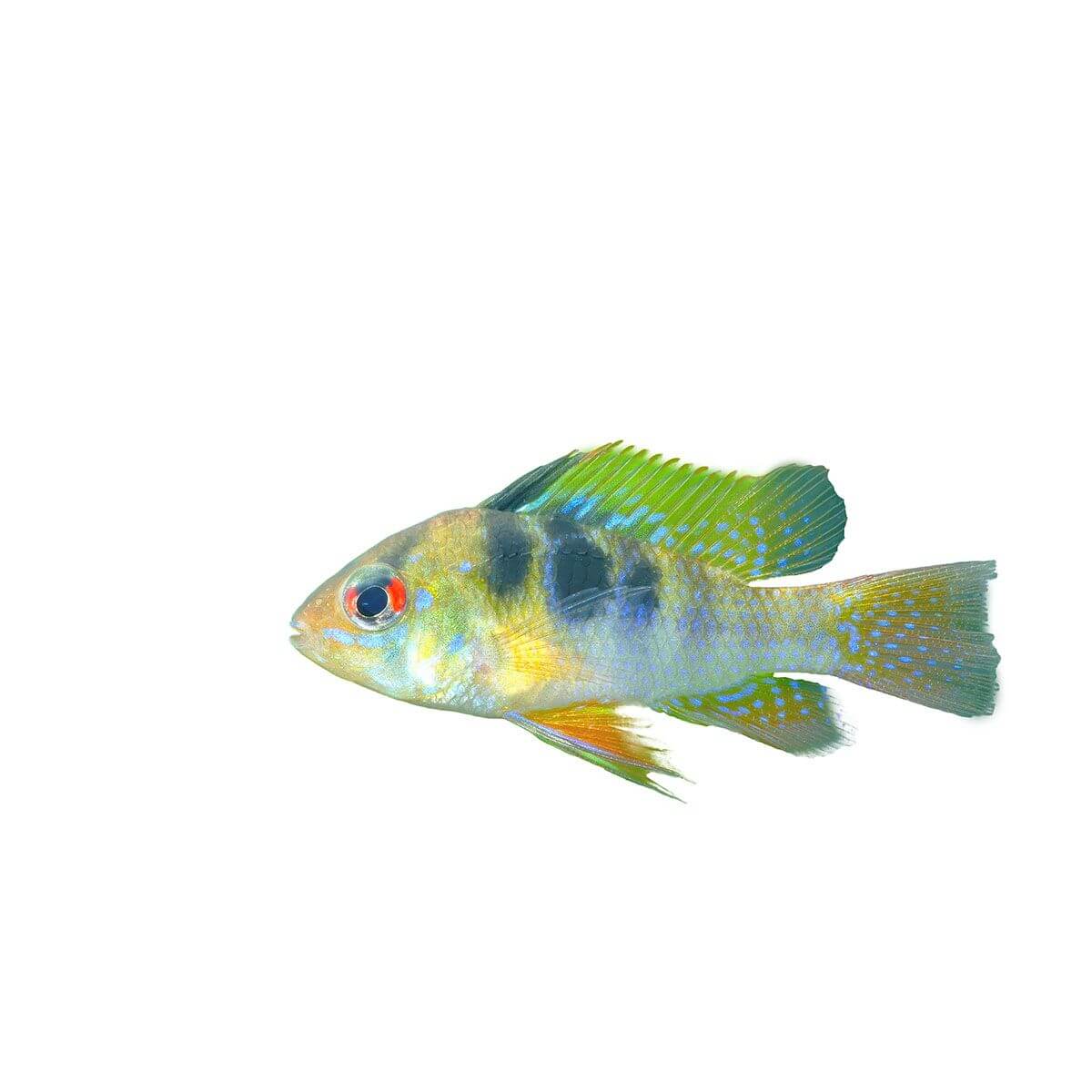 Bolivian Butterfly Fish 4.5cm - Image 2