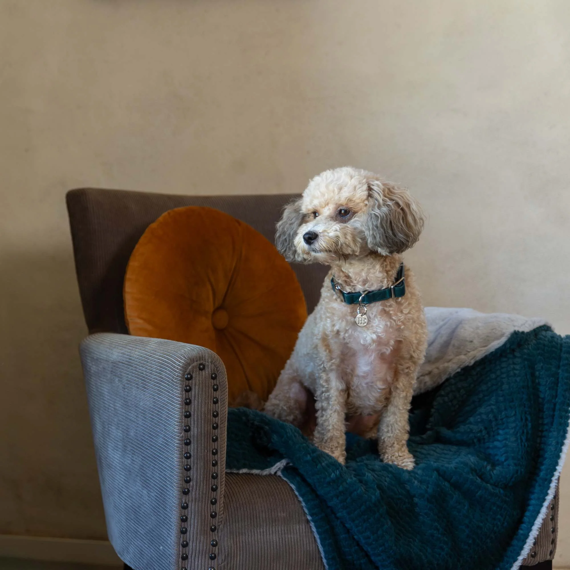 Buddy & Belle Dog Collar - Image 9
