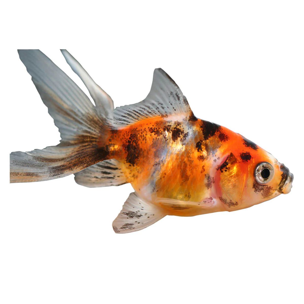 Calico Fantail Fish 5cm - Image 2