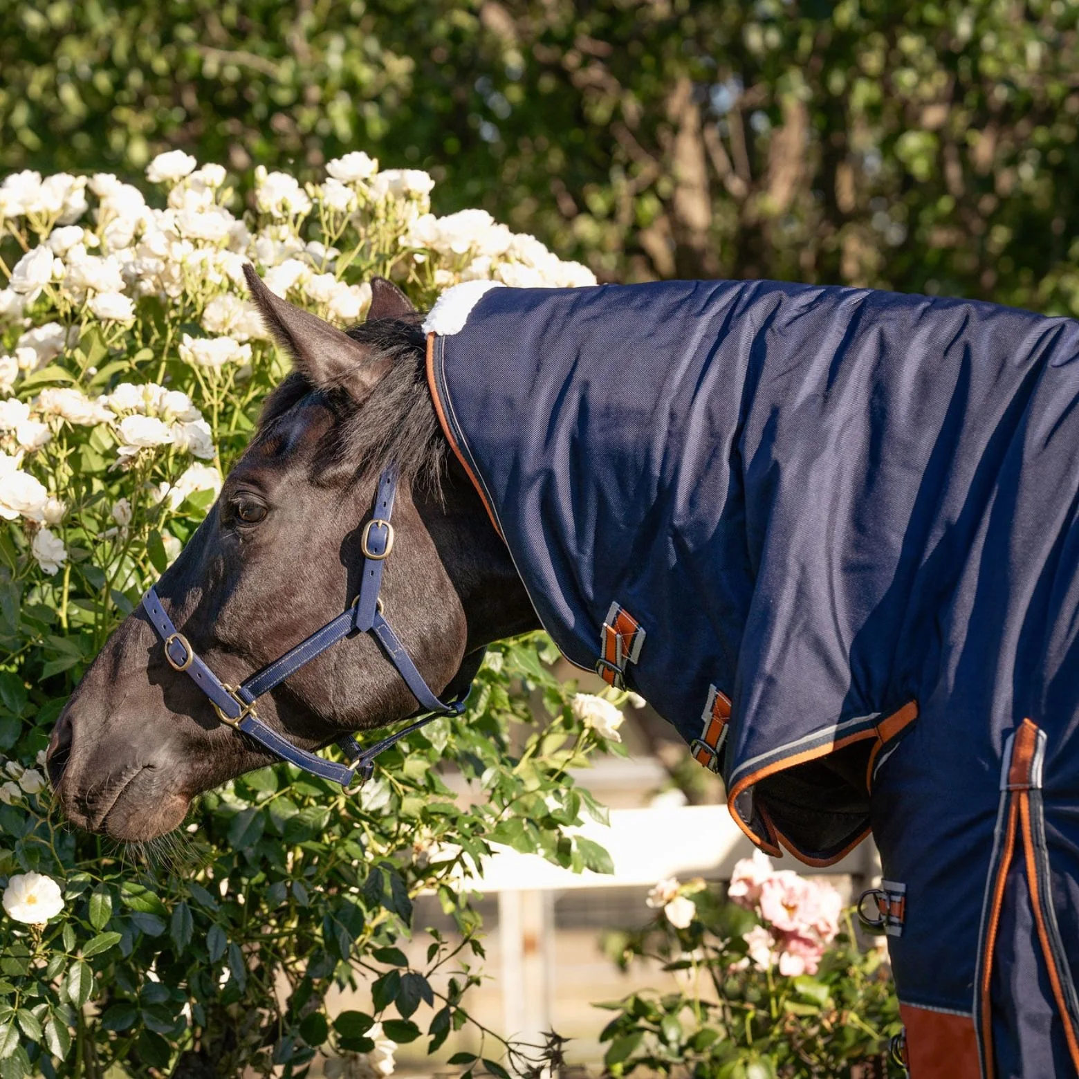 Caribu Colorado Combo Horse Rug 300g Navy/Kumquat - Image 106