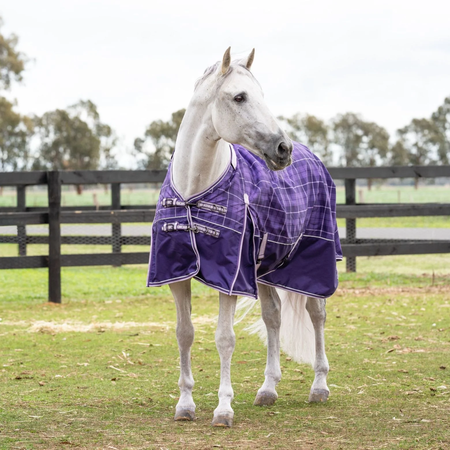 Caribu Eclipse Detach-a-Neck Rainsheet 1200D Purple Tartan - Image 61