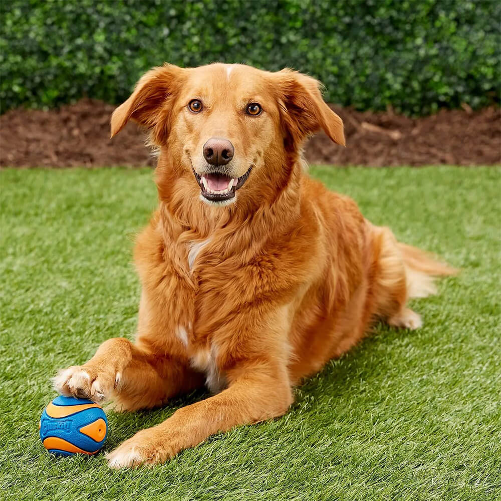 Chuckit Ultra Squeaker Ball Dog Toy Medium - Image 6