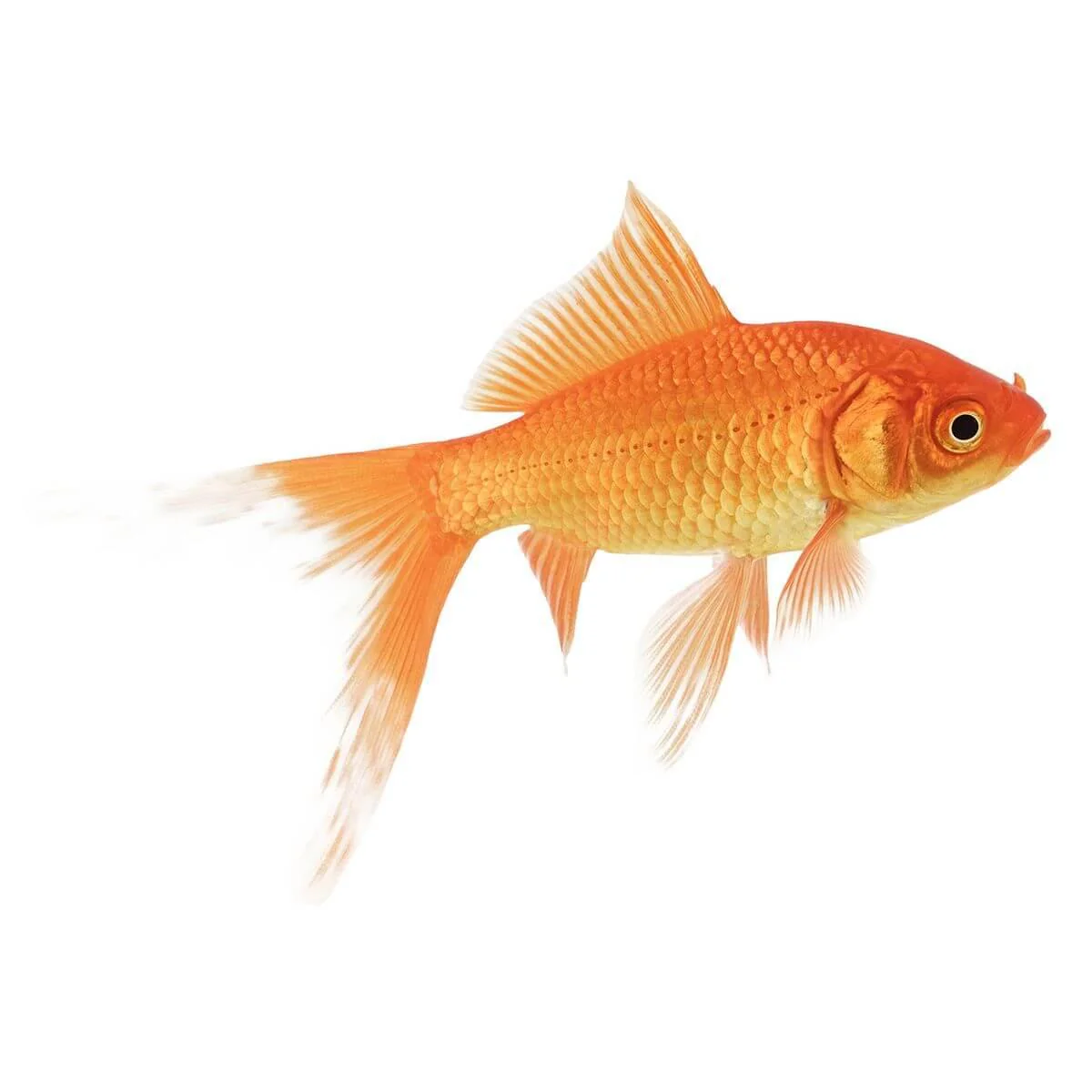 Comet Fish - Image 3