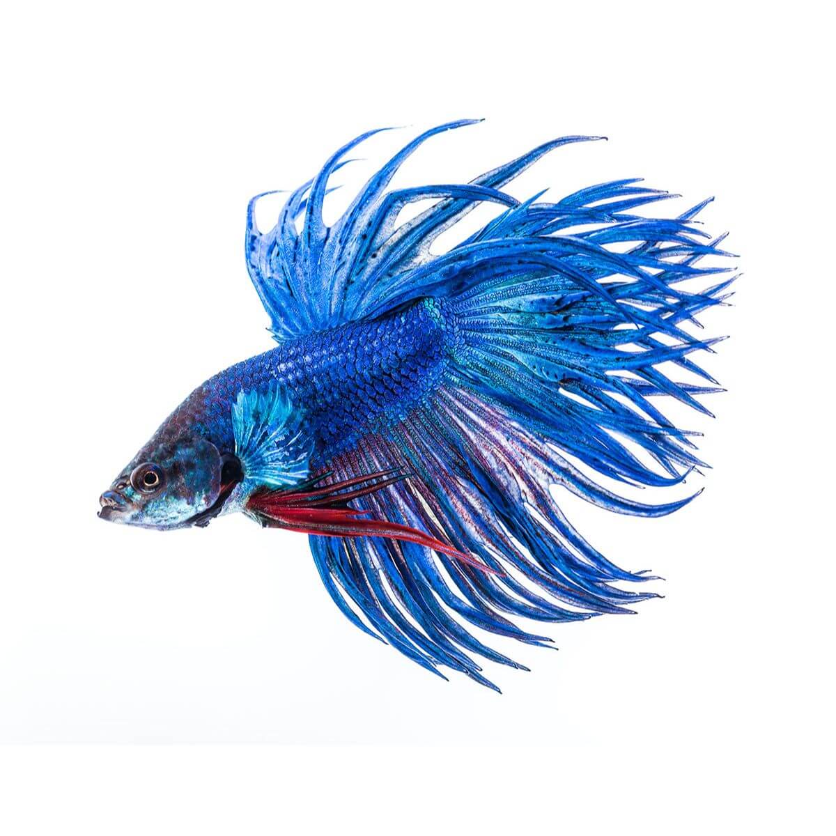 Crowntail Betta Fish 6cm - Image 2