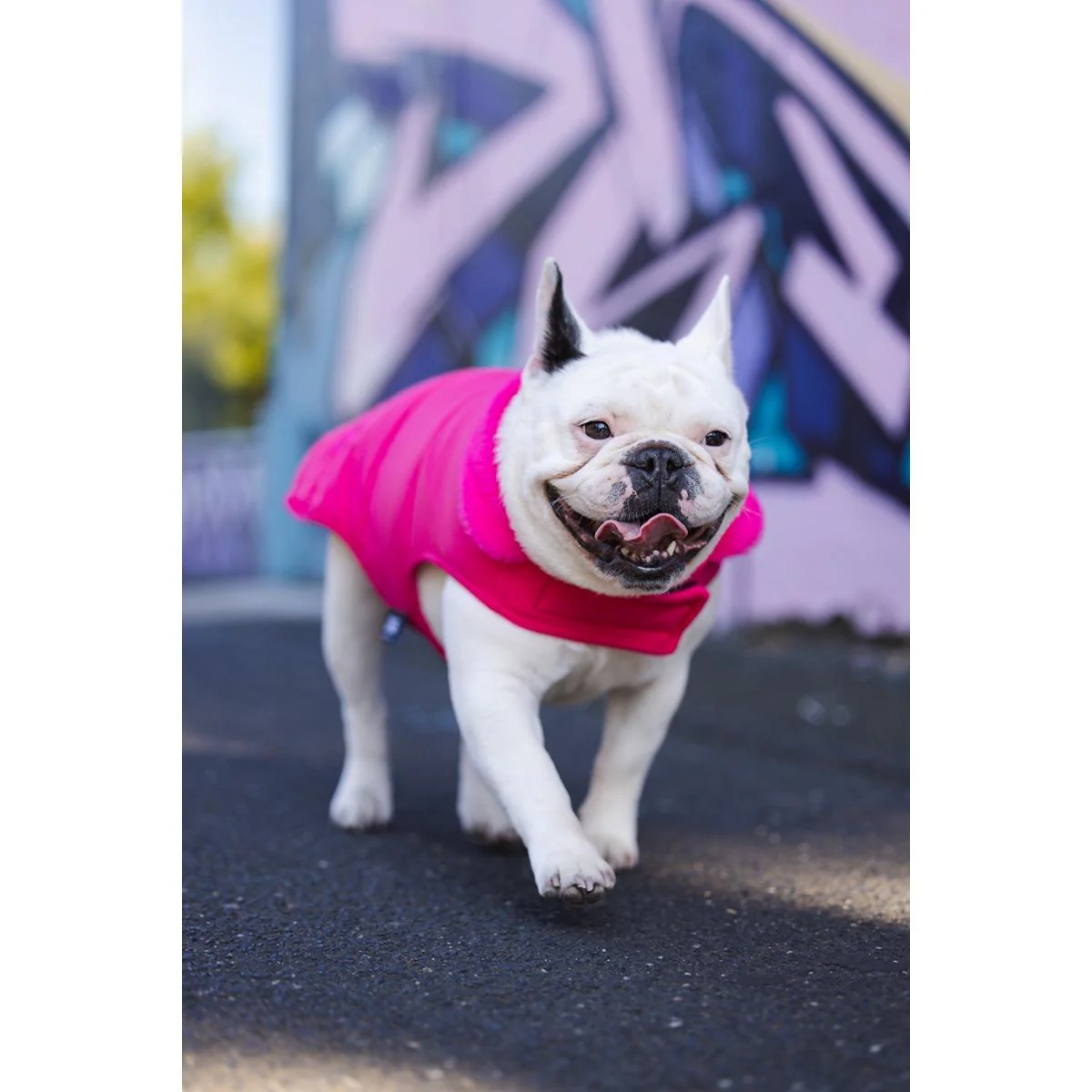 DGG Puffer Dog Jumper Stand Out Pink - Image 17