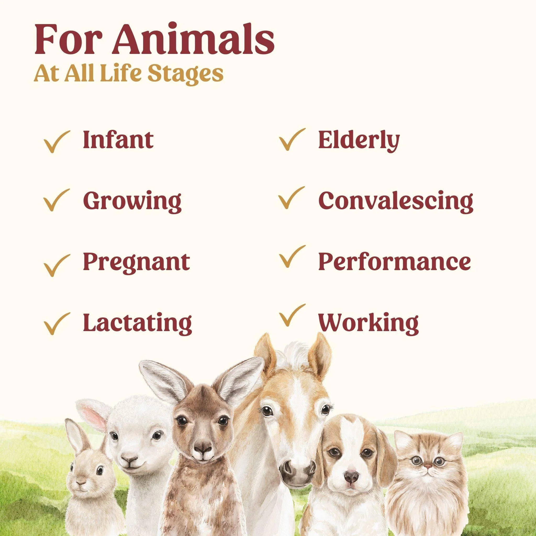 Di-Vetelact Milk Supplement - Image 19
