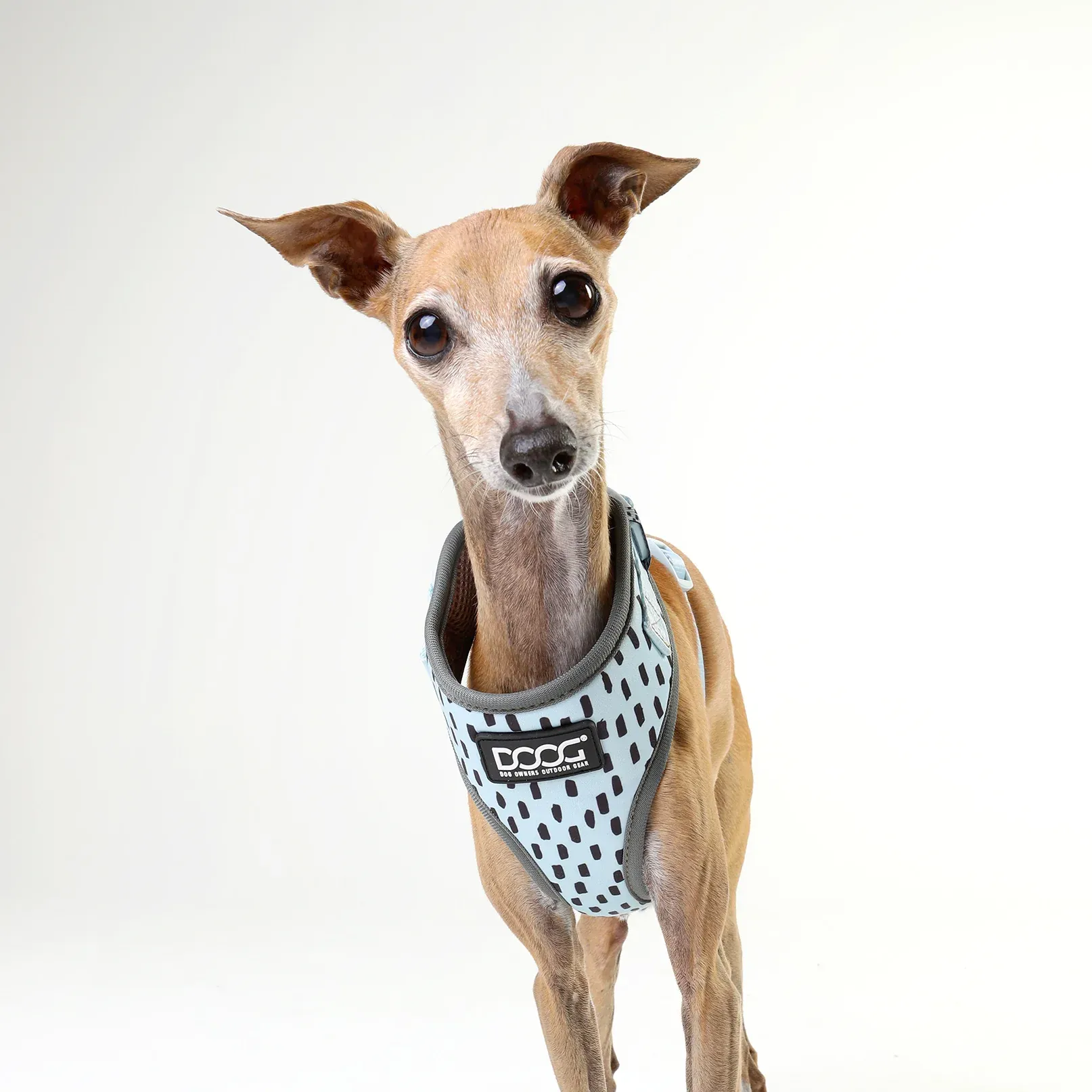 DOOG Neoflex Dash Dog Harness - Image 15