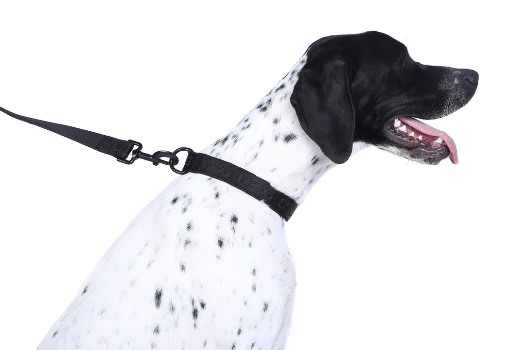 DOOG Neosport Neoprene Dog Collar - Image 10