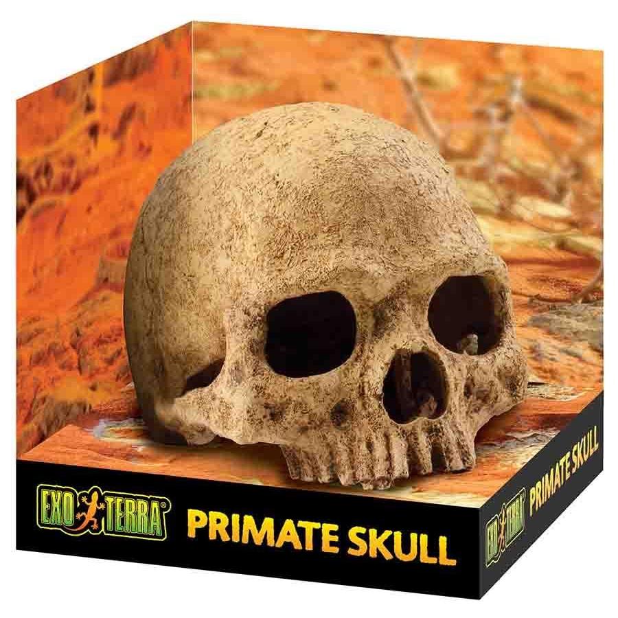 Exo Terra Primate Skull - Image 2