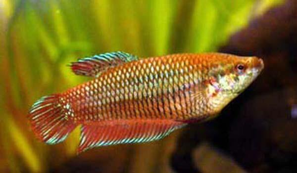 Female Betta Fish 3.5cm