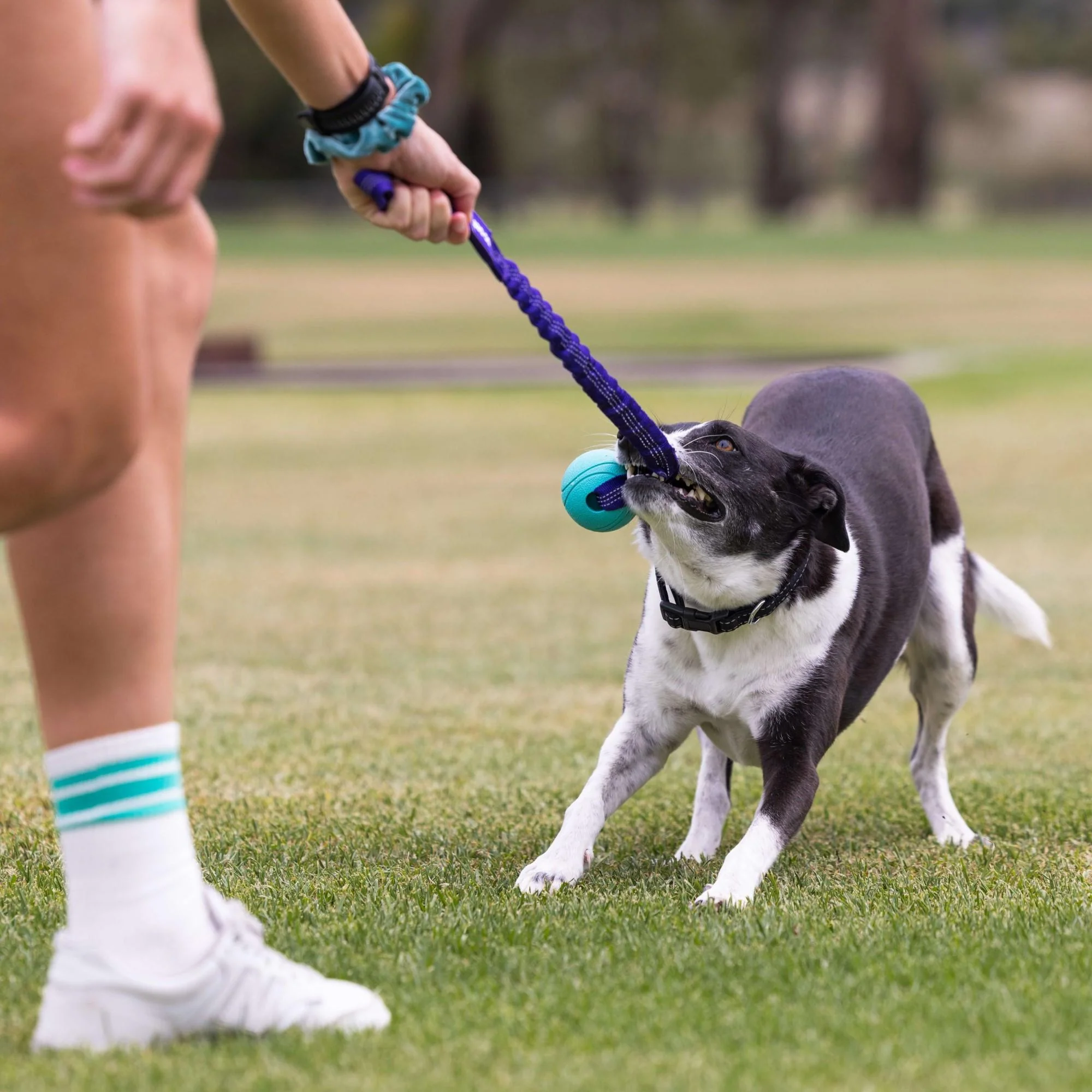 Go Get Bungee Dog Tug Toy - Image 3