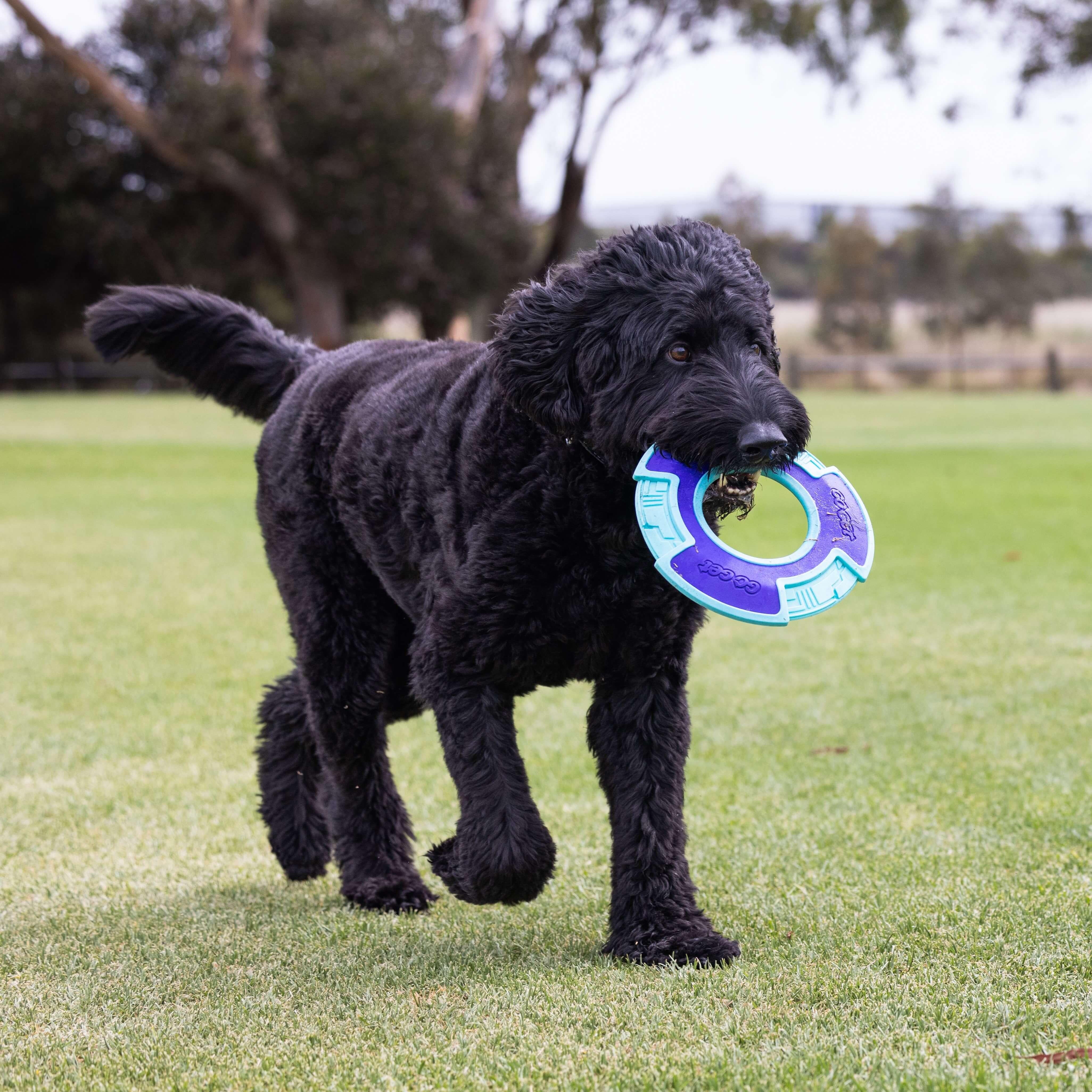 Go Get Flyer Dog Toy - Image 3