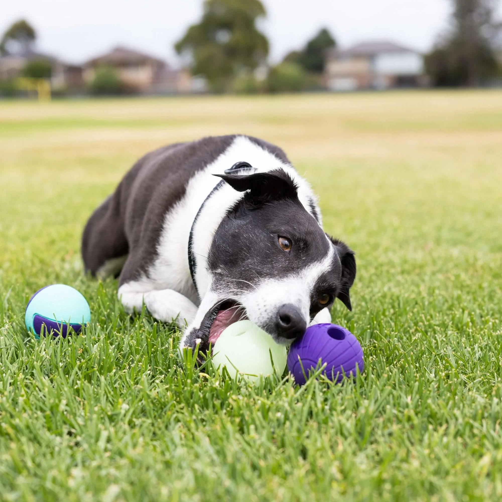 Go Get Rubber Ball Dog Toy - Image 3