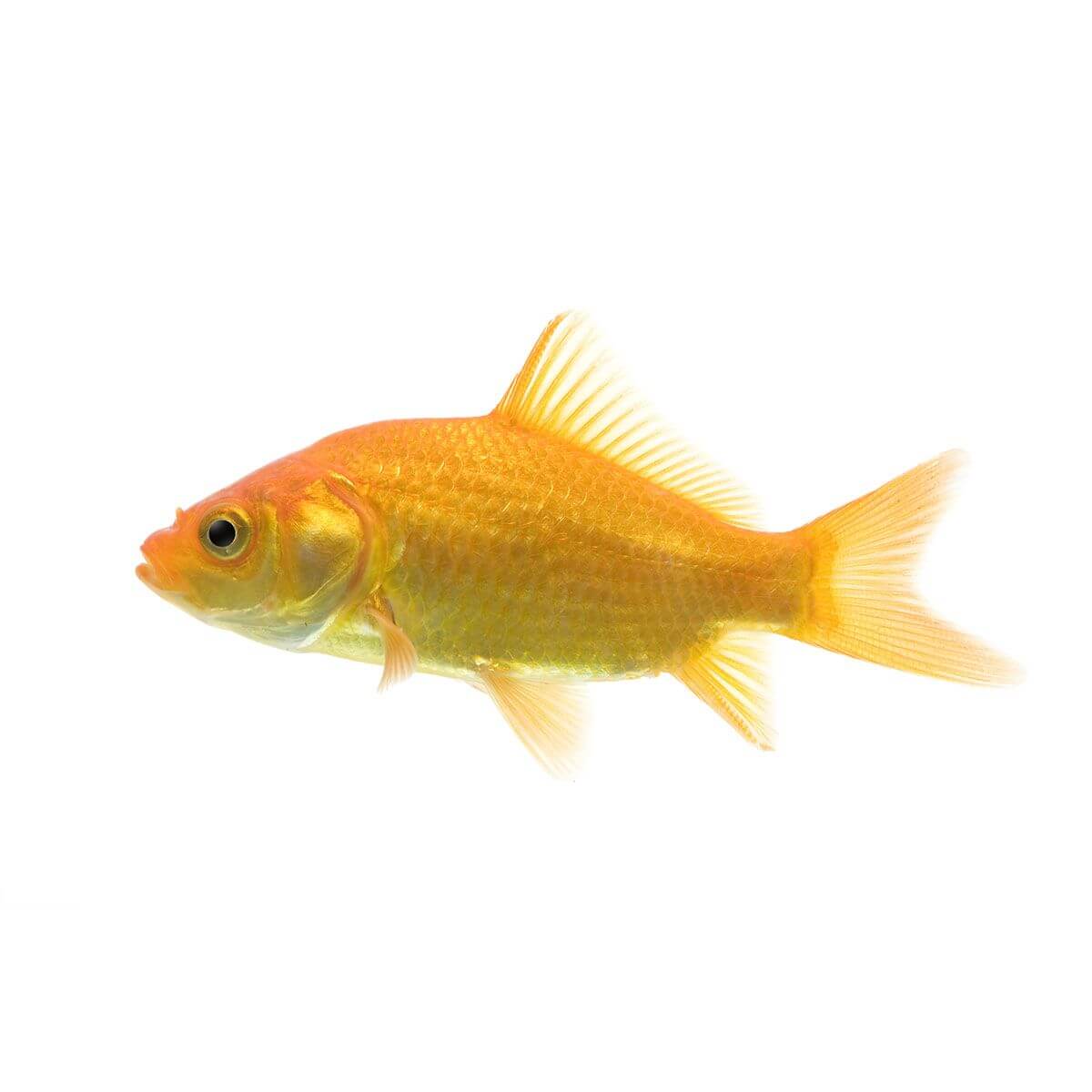 Golden Comet Fish 5cm