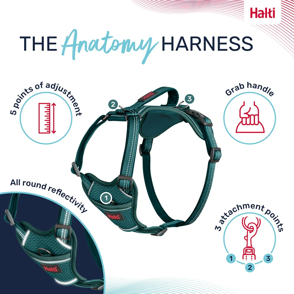 Halti Anatomy Dog Harness Teal - Image 16
