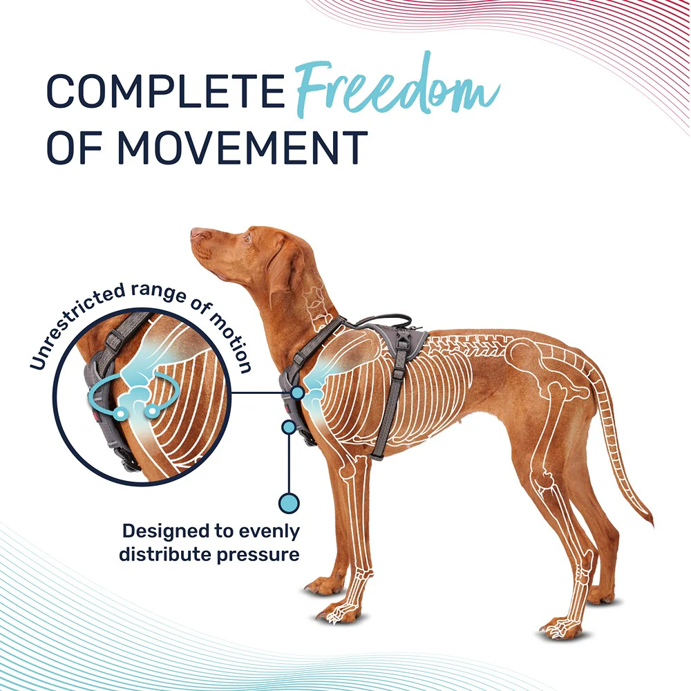 Halti Anatomy Dog Harness Teal - Image 7