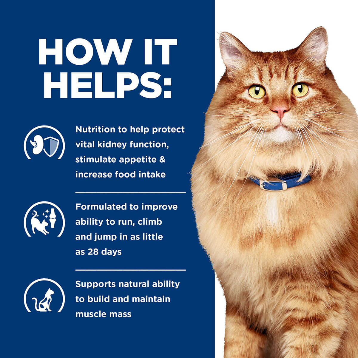 Hill's Prescription Diet K/D + J/D Kidney & Mobility Dry Cat Food - Image 7