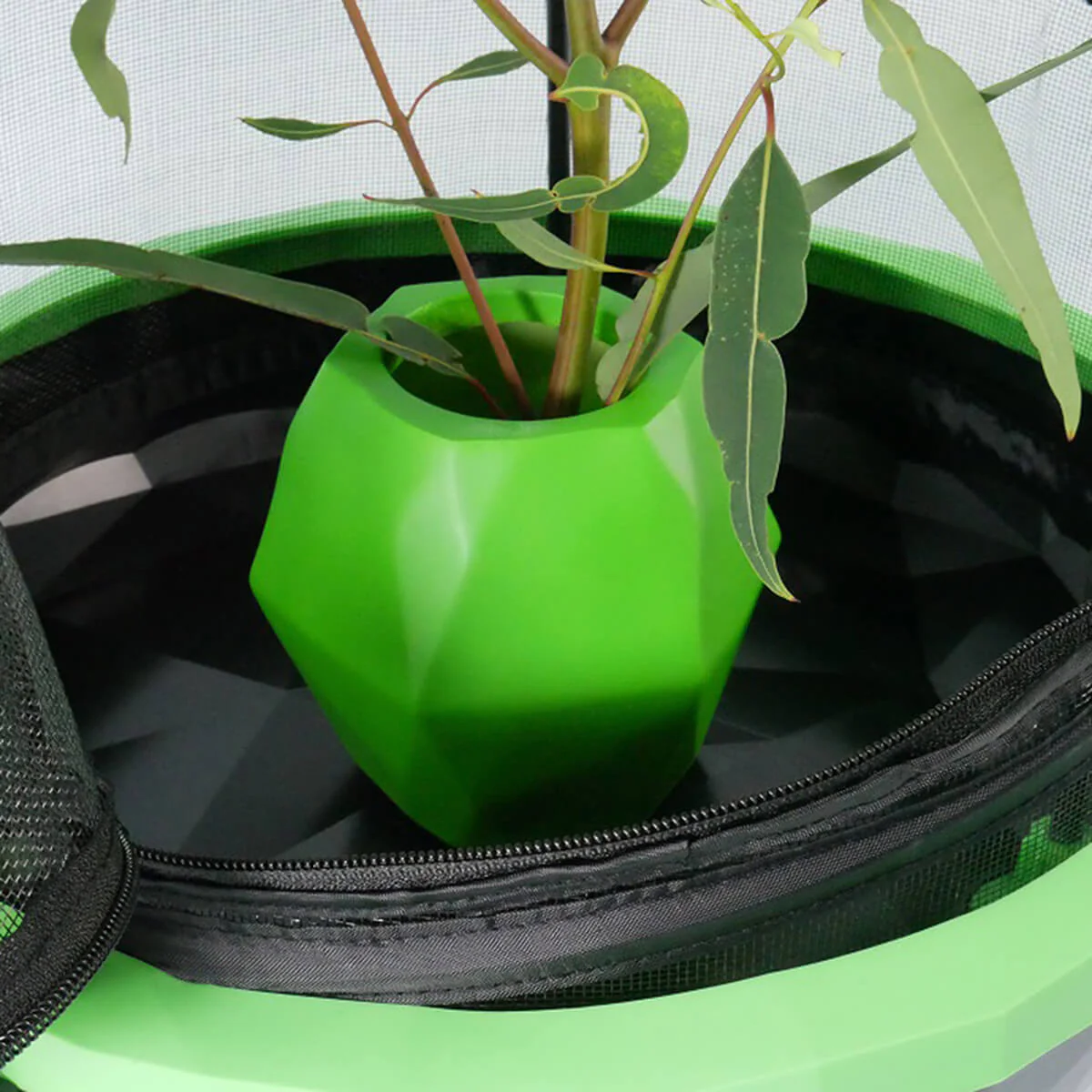 Insectimo Insect Branch Jar - Image 4