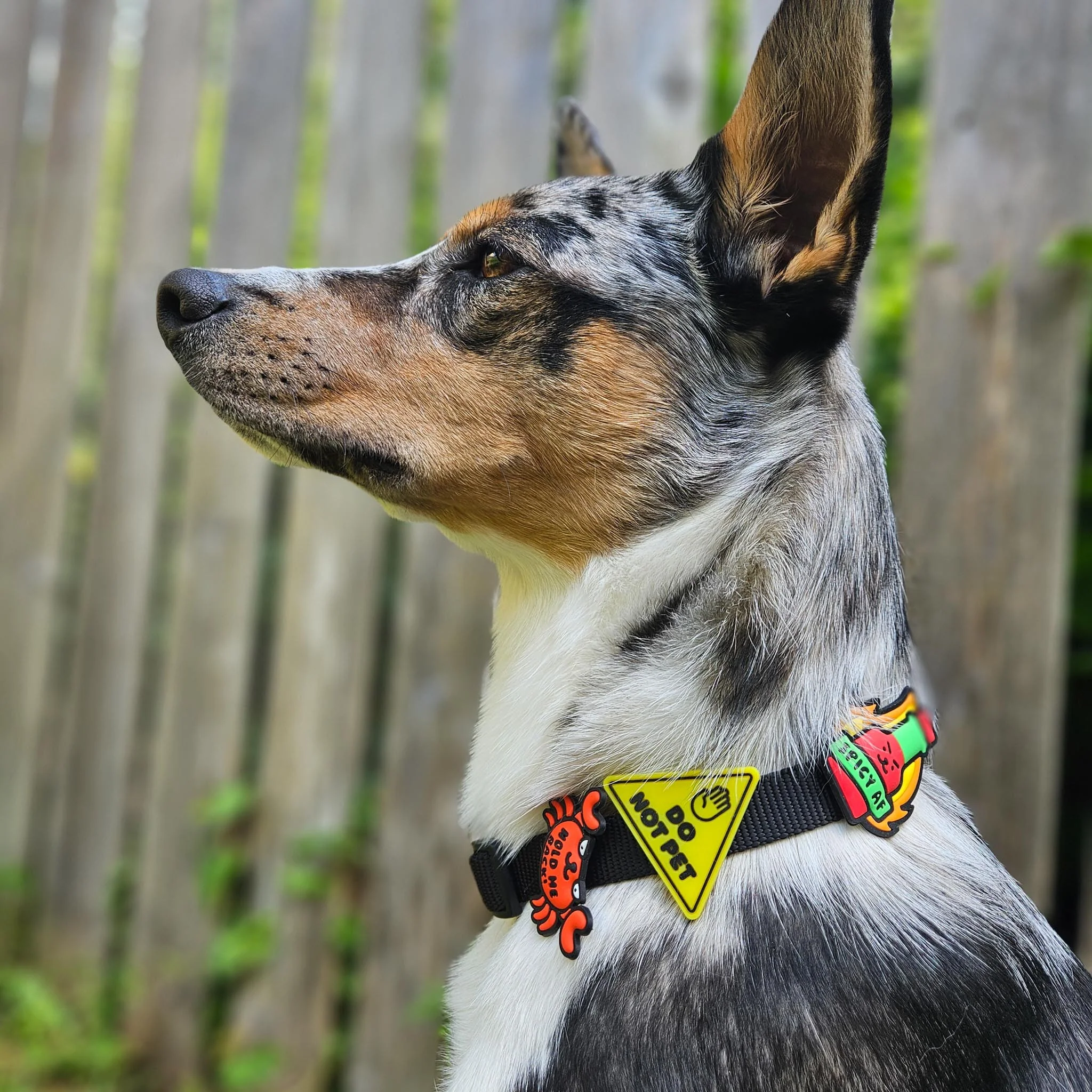 Jiby Spicy AF Dog Charm - Image 3