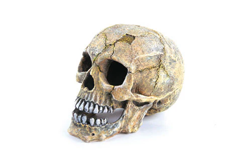 Kazoo Skull Large Tank Ornament - Image 2