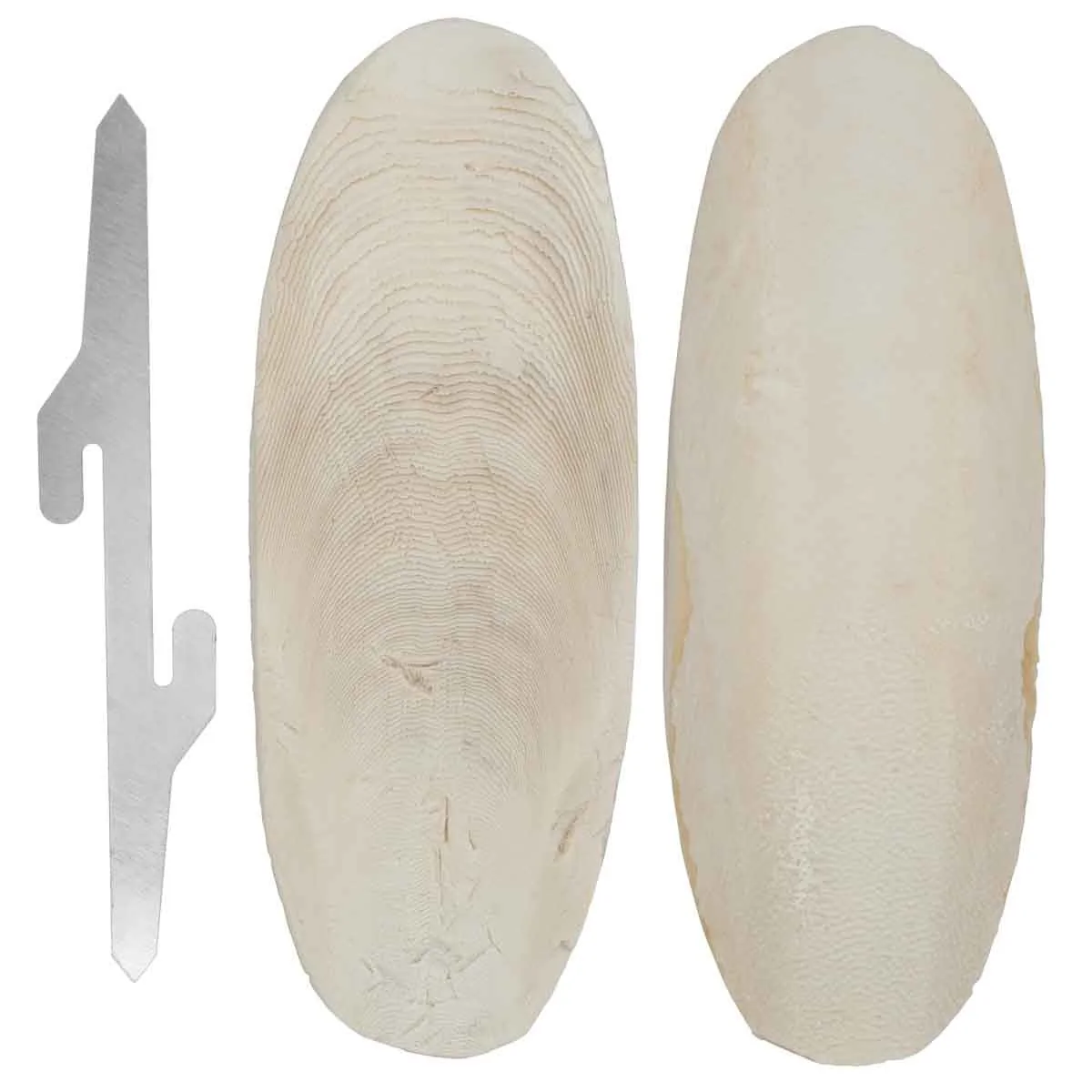 Lexi & Me Cuttlebone 2 Pack - Image 10