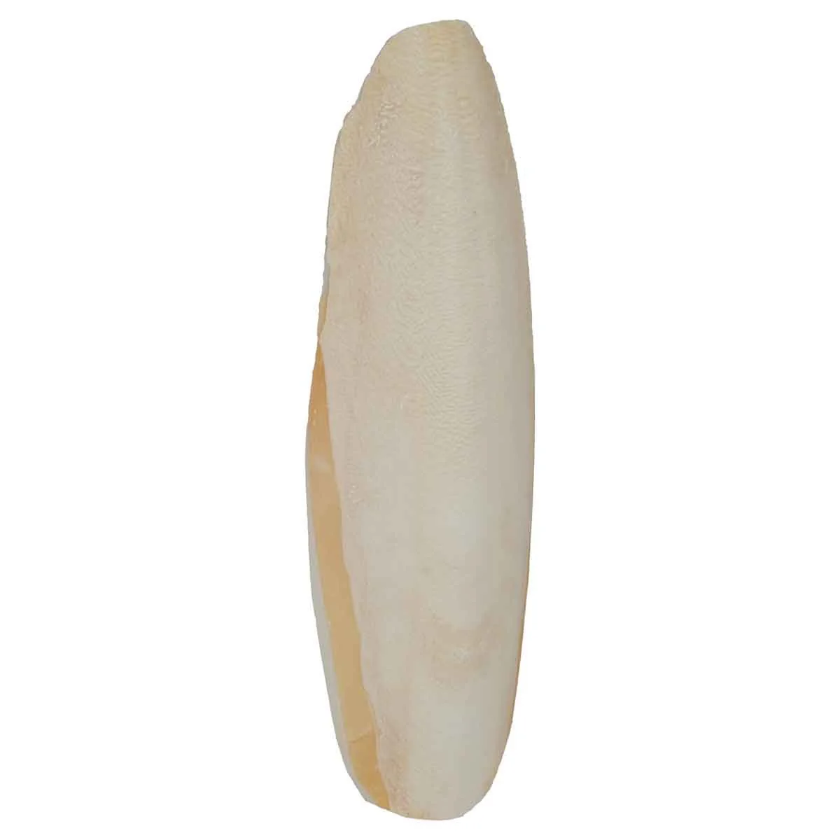 Lexi & Me Cuttlebone 2 Pack - Image 7