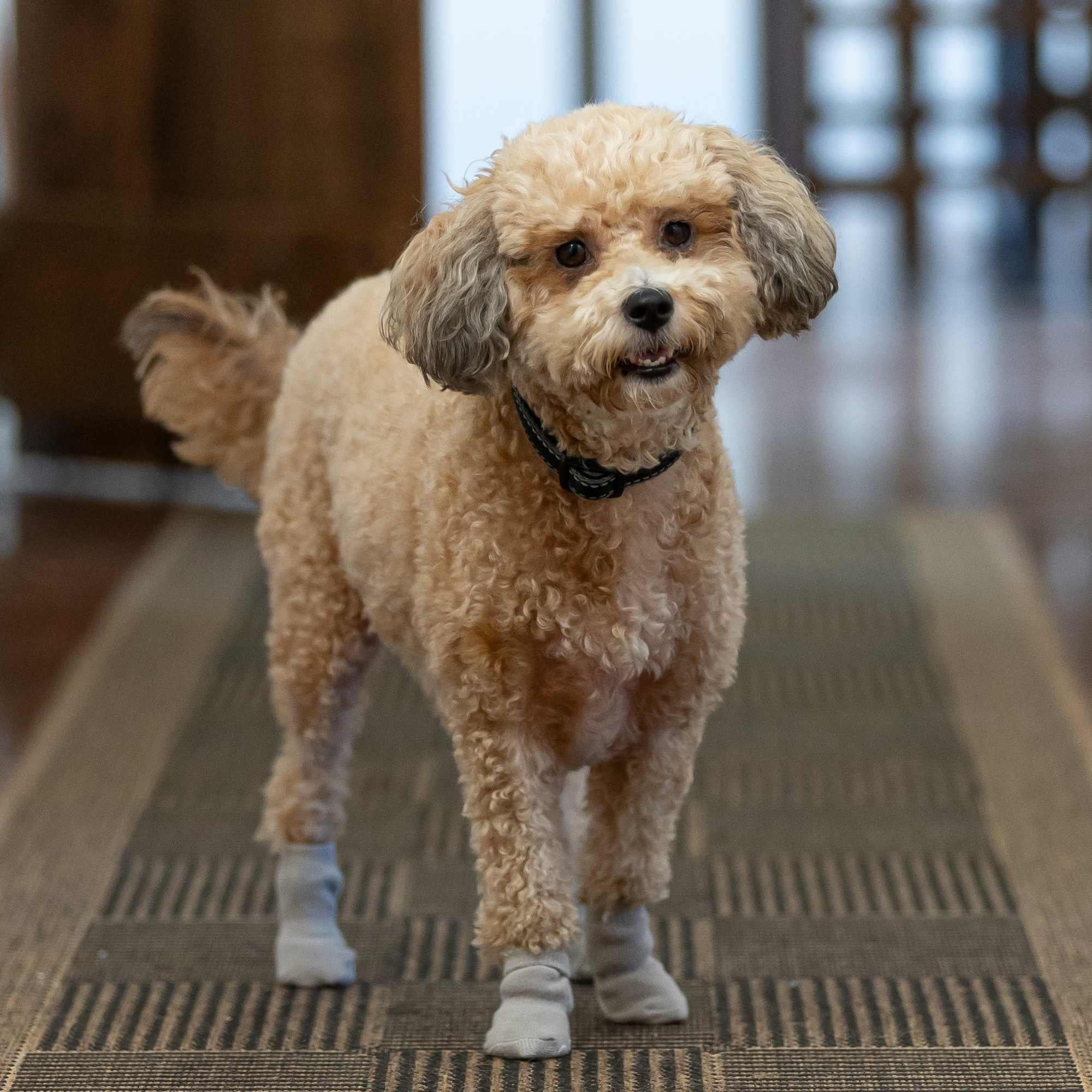 Lexi & Me Dog Grippy Socks 4 Pack Grey - Image 13
