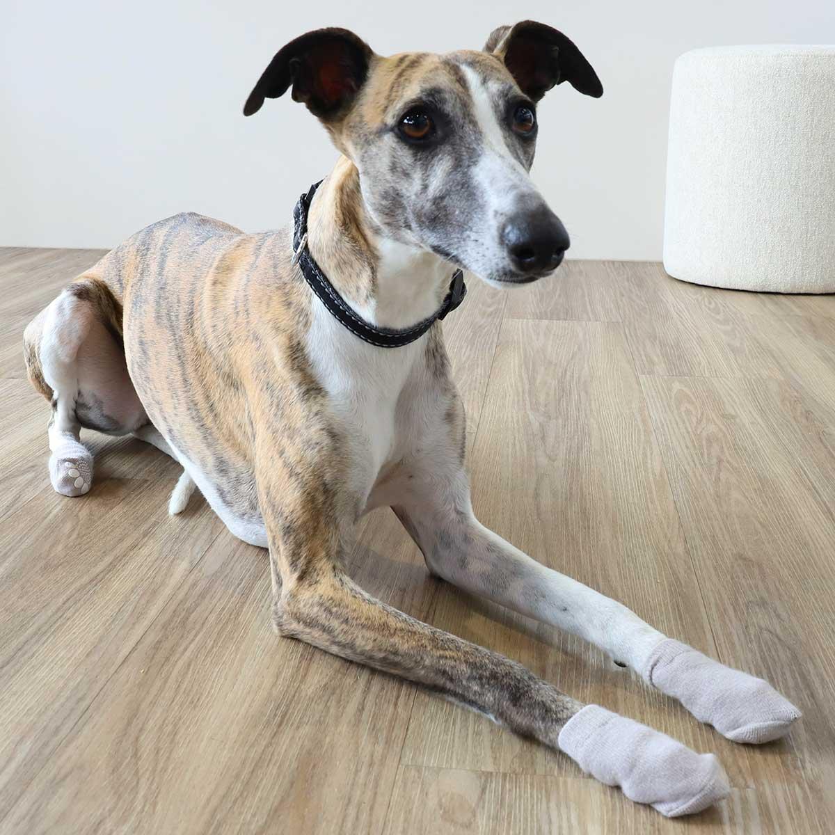 Lexi & Me Dog Grippy Socks 4 Pack Grey - Image 15
