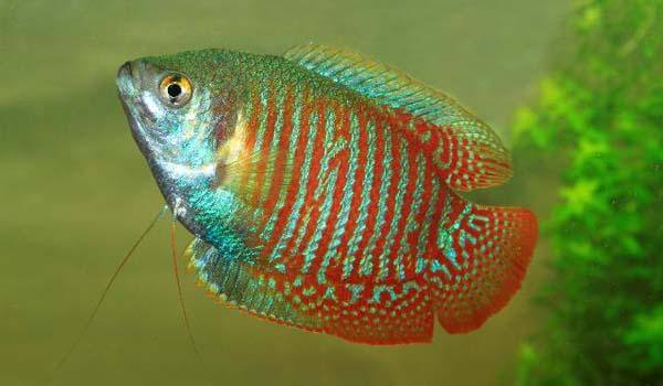 Male Dwarf Gourami Fish 4.5cm - Image 2