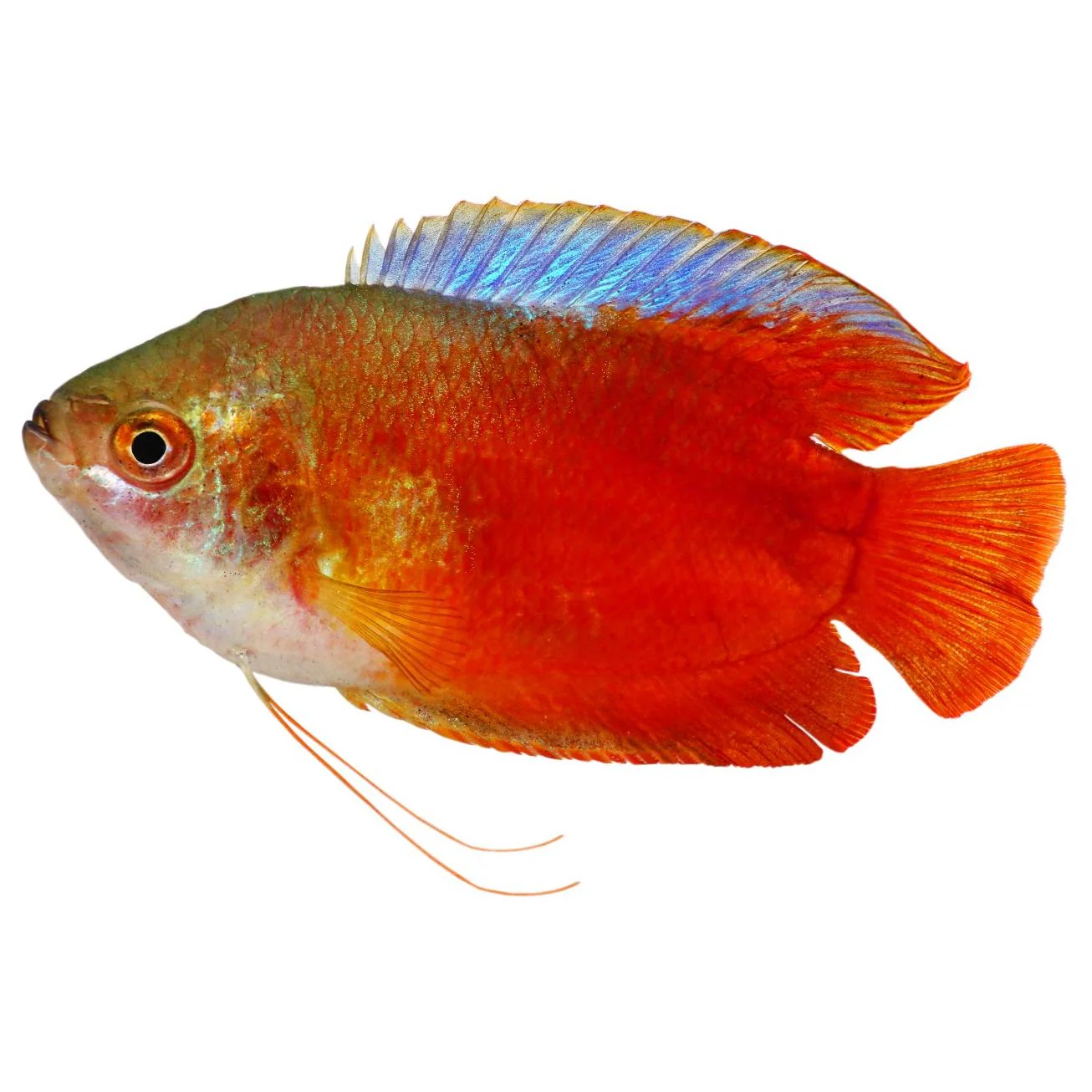 Male Dwarf Gourami Fish 4.5cm - Image 3