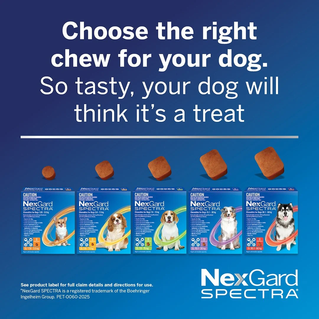 NexGard Spectra Large Breed 15.1-30kg Flea, Tick & Worming Dog Chews - Image 9
