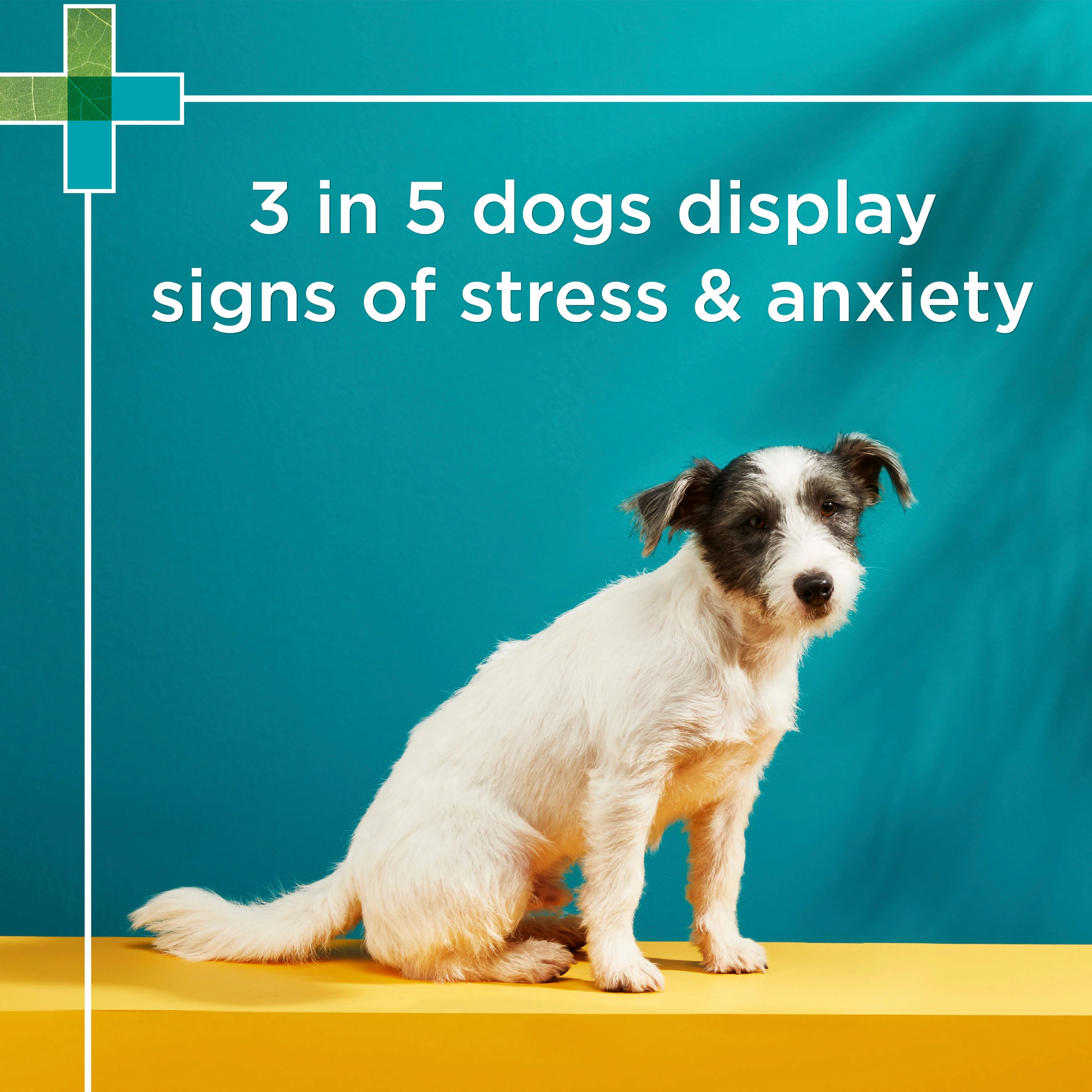 PAW Complete Calm Chews Small Dogs - Image 15