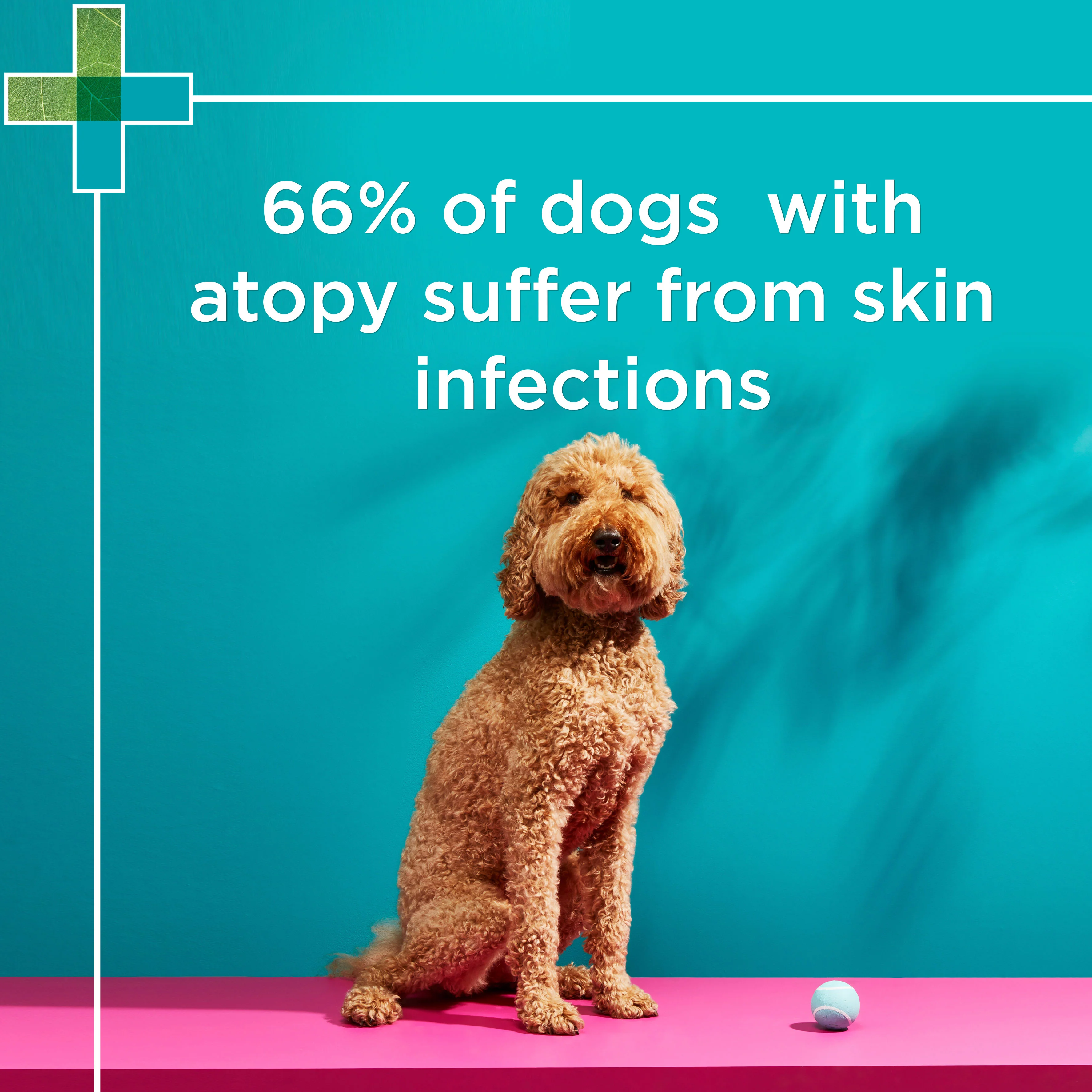 PAW Mediderm Shampoo - Image 4