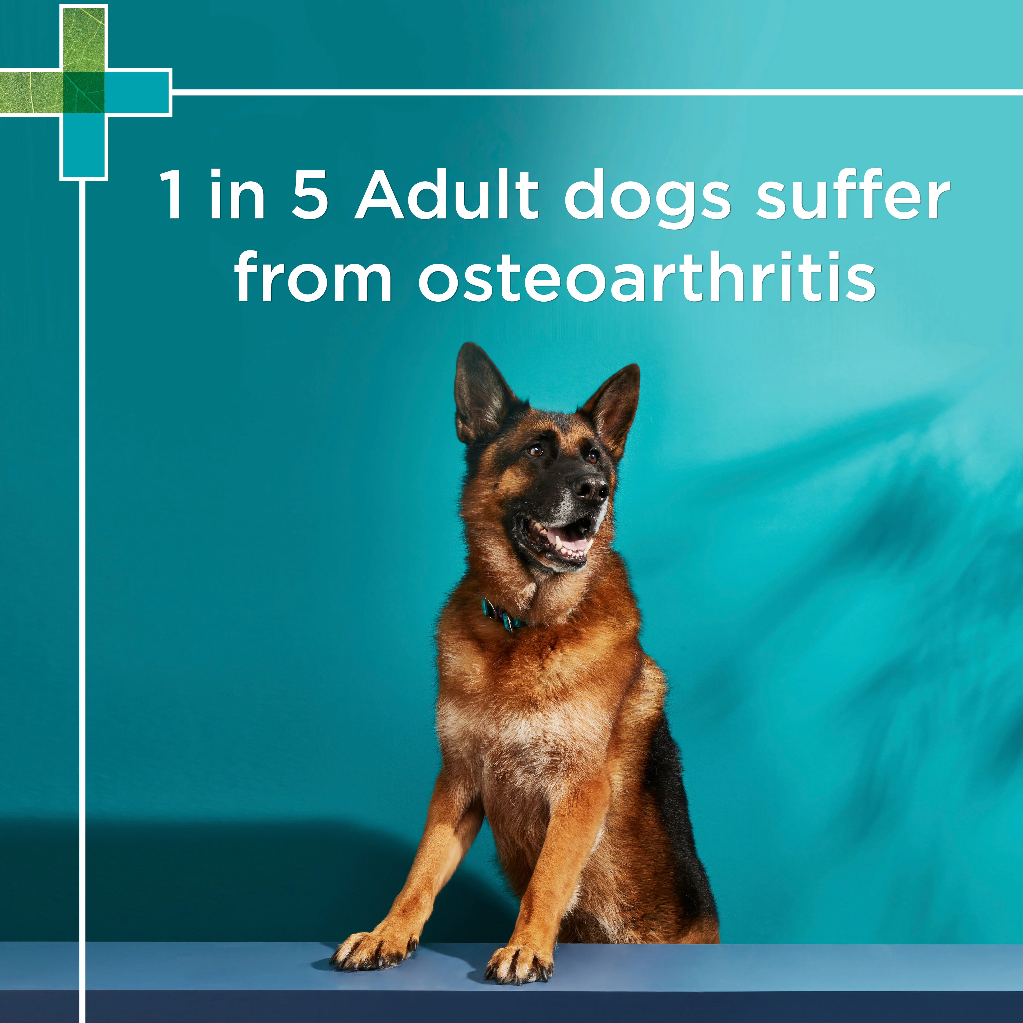 PAW Osteocare Joint Health Chews - Image 5