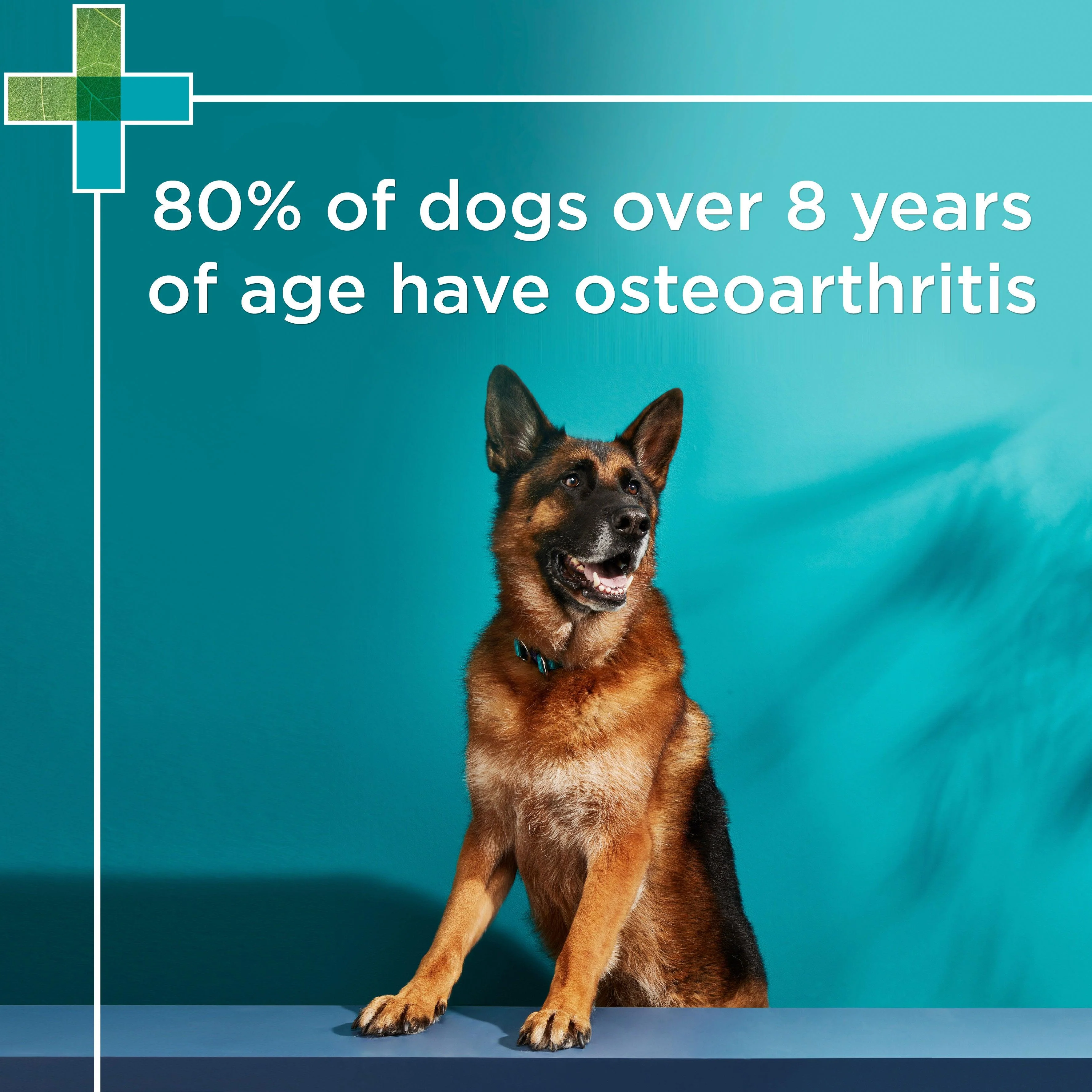 PAW - Osteosupport - Joint Care Capsules for Dogs - Image 24