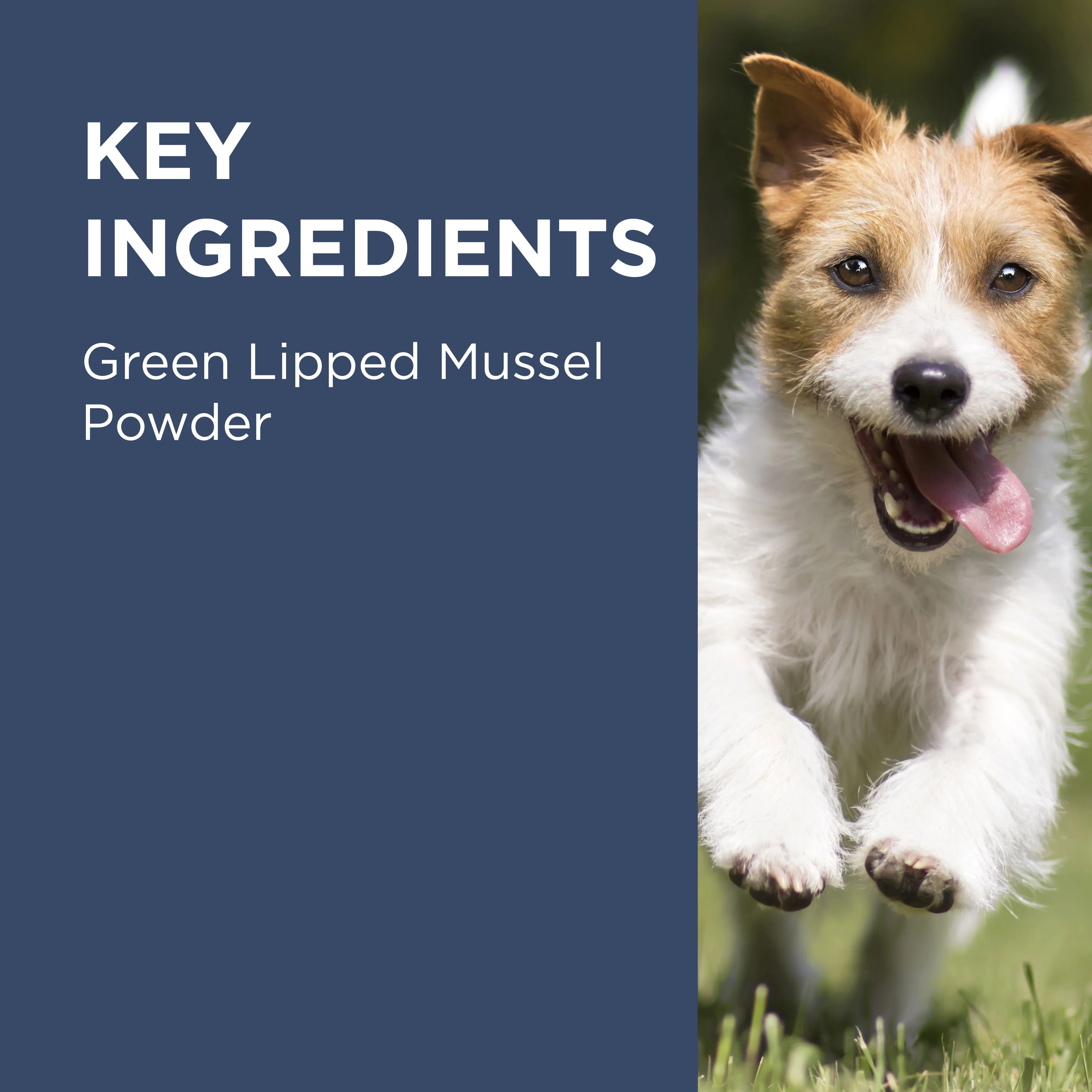 PAW - Osteosupport - Joint Care Capsules for Dogs - Image 6