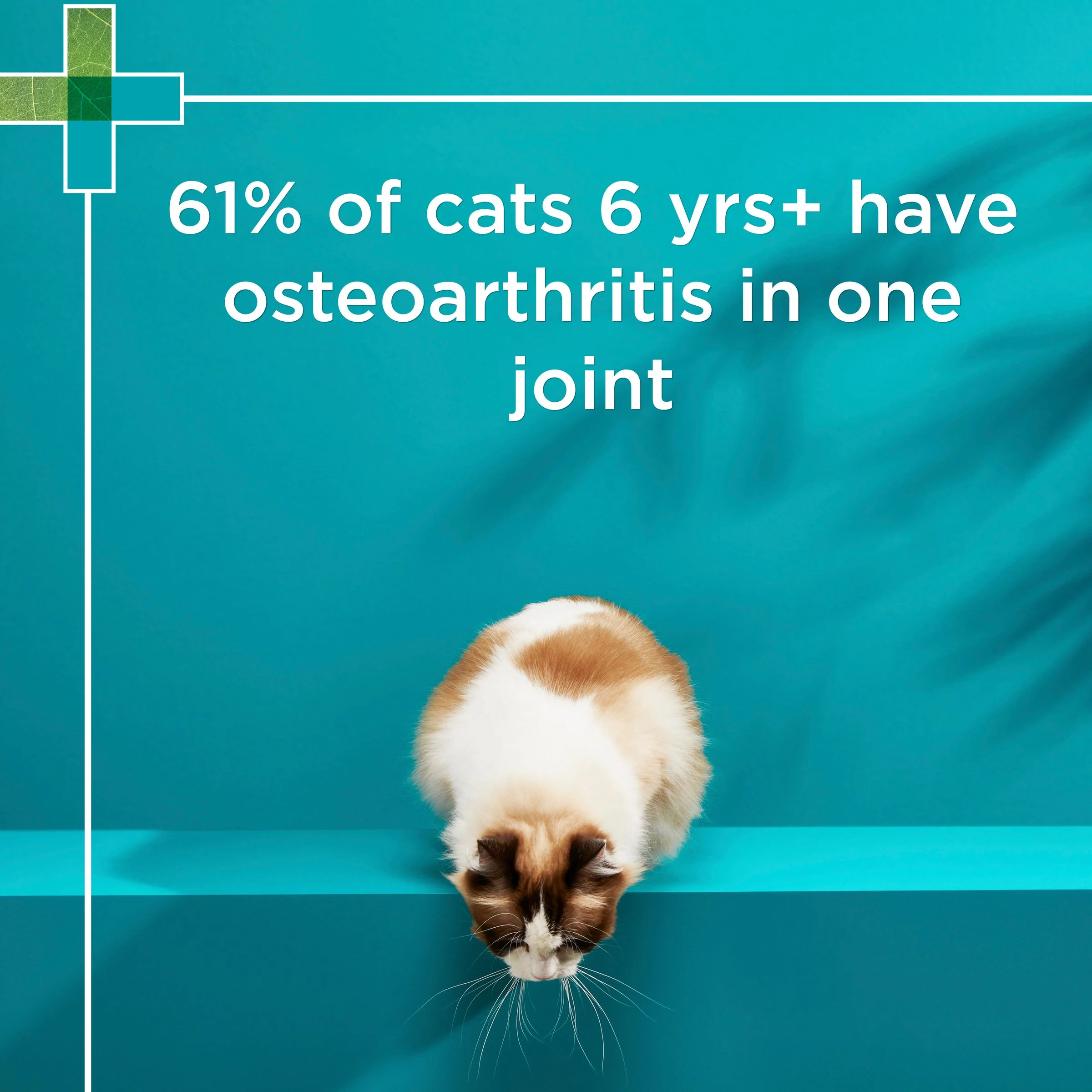 PAW Osteosupport Joint Care Powder For Cats 60pk - Image 15