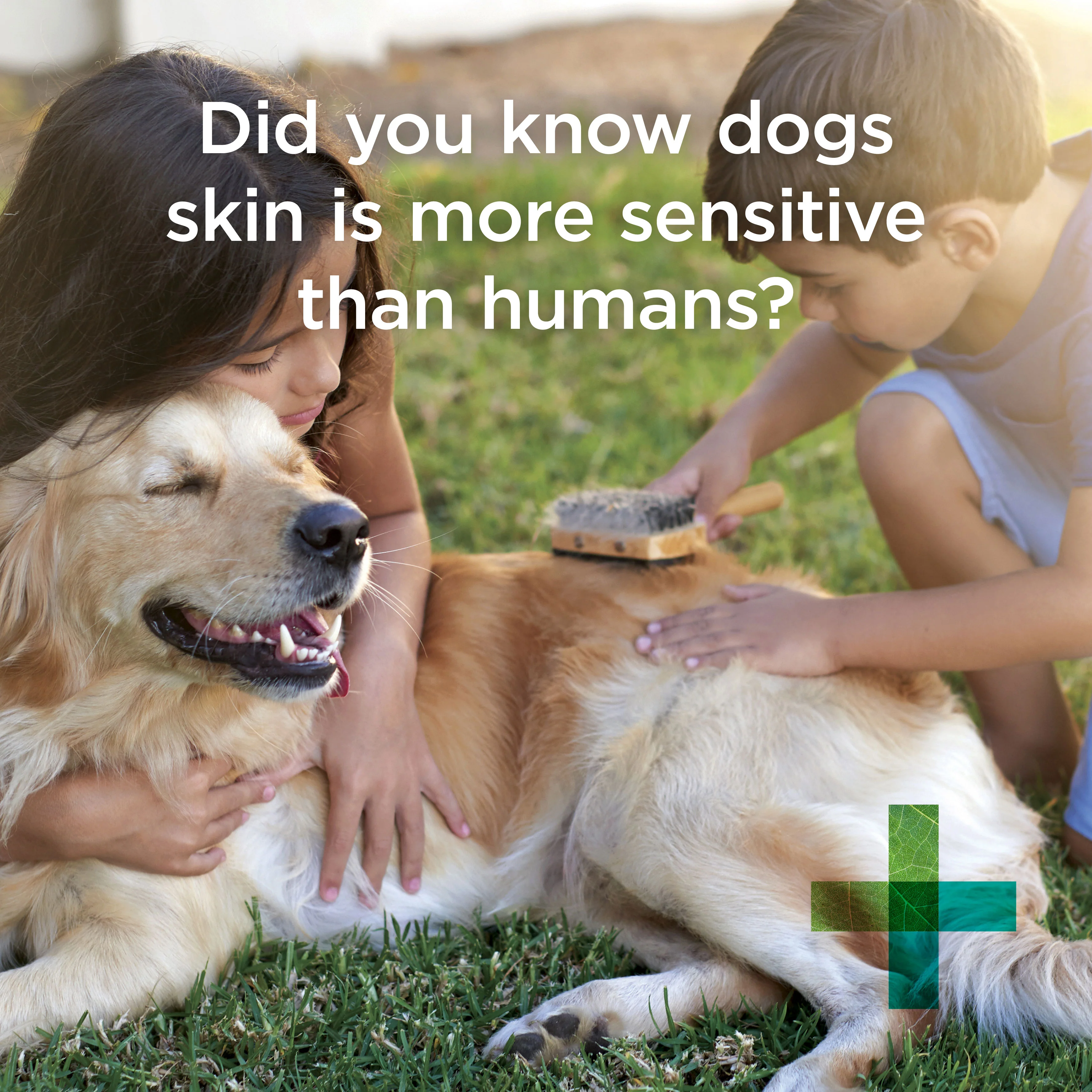 PAW Sensitive Skin Shampoo 500ml - Image 4
