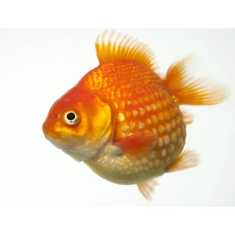 Pearl Scale Fish 5cm